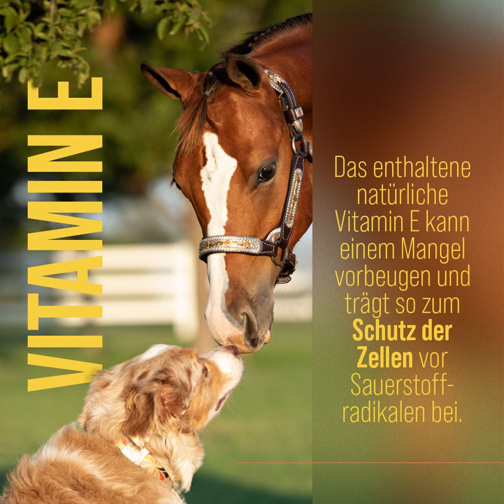 Werbebild mit Pferd und Hund. Text: Vitamin E. Kann Mangel vorbeugen und trägt zum Schutz der Zellen bei.