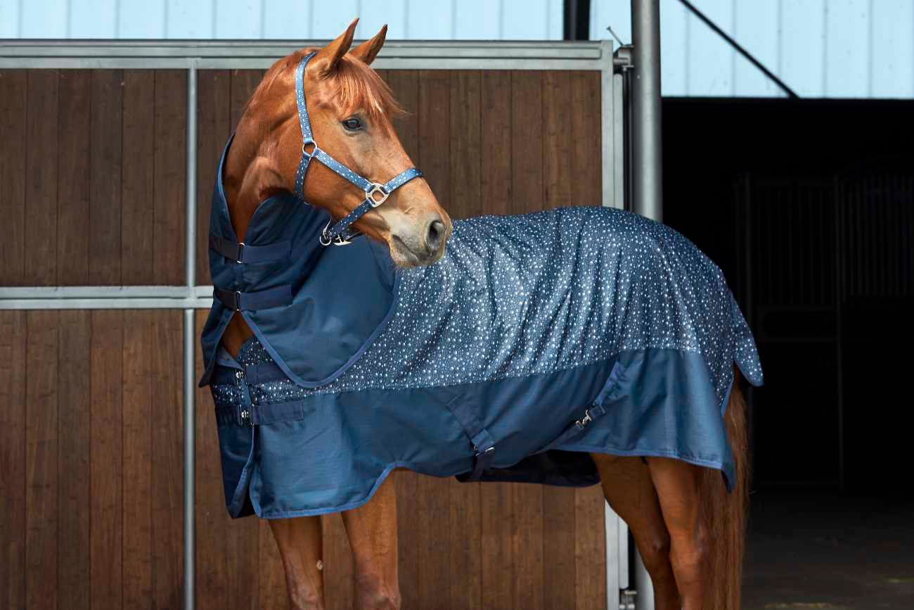 Braunes Pferd mit dunkelblauer Pferdedecke. Decke bedeckt den Rücken und die Seiten. Kapuze.