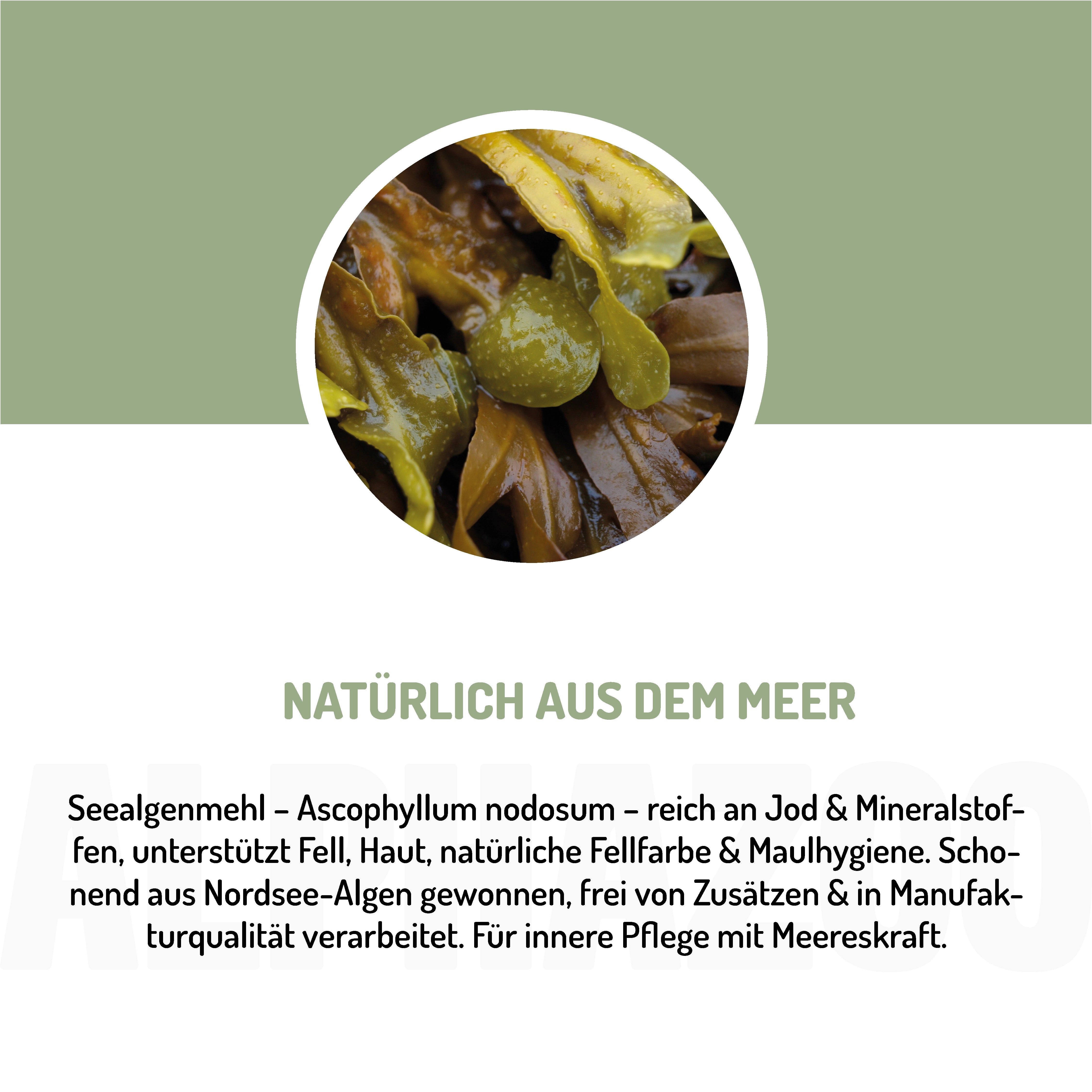 Nahaufnahme von Algen. Text: Natürlich aus dem Meer. Seealgenmehl - Ascophyllum nodosum. Reich an Jod & Mineralstoffen.