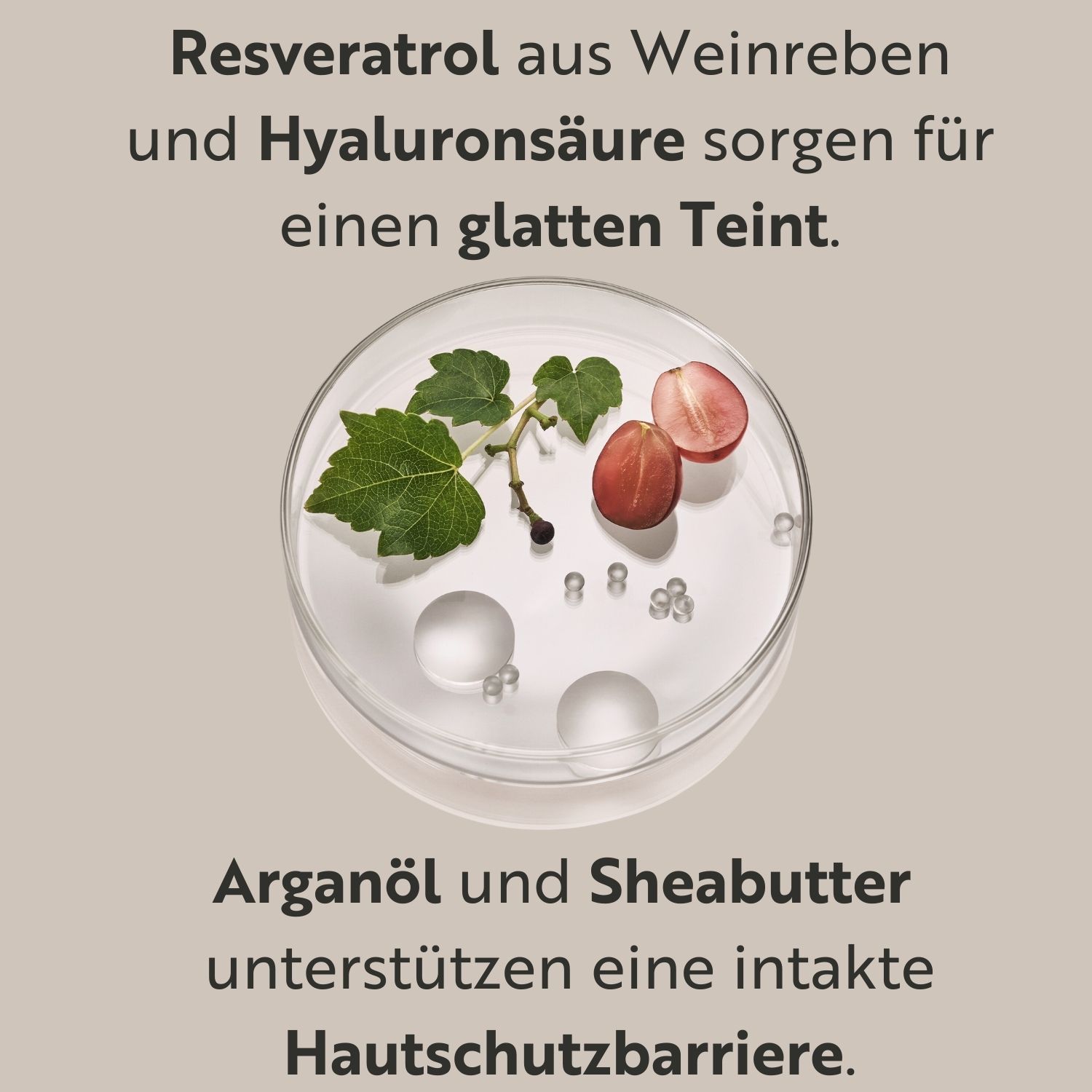 Petrischale mit Trauben, Blättern und Kügelchen. Text: Resveratrol aus Weinreben und Hyaluronsäure sorgen für einen glatten Teint.