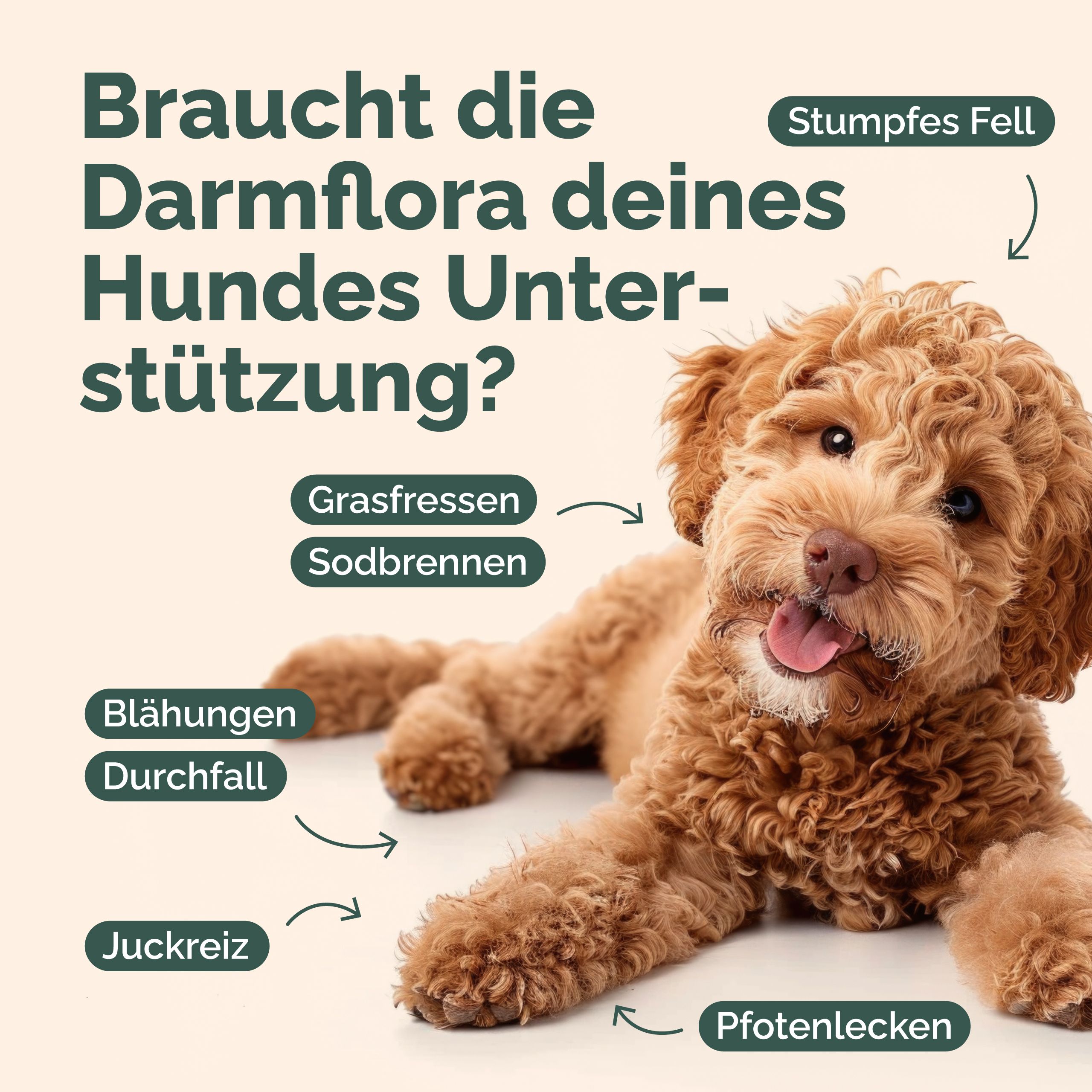 Ein Hund mit lockigem Fell. Text: Braucht die Darmflora deines Hundes Unterstützung? Symptome: Grasfressen, Sodbrennen, Blähungen, Durchfall, Juckreiz, Pfotenlecken.