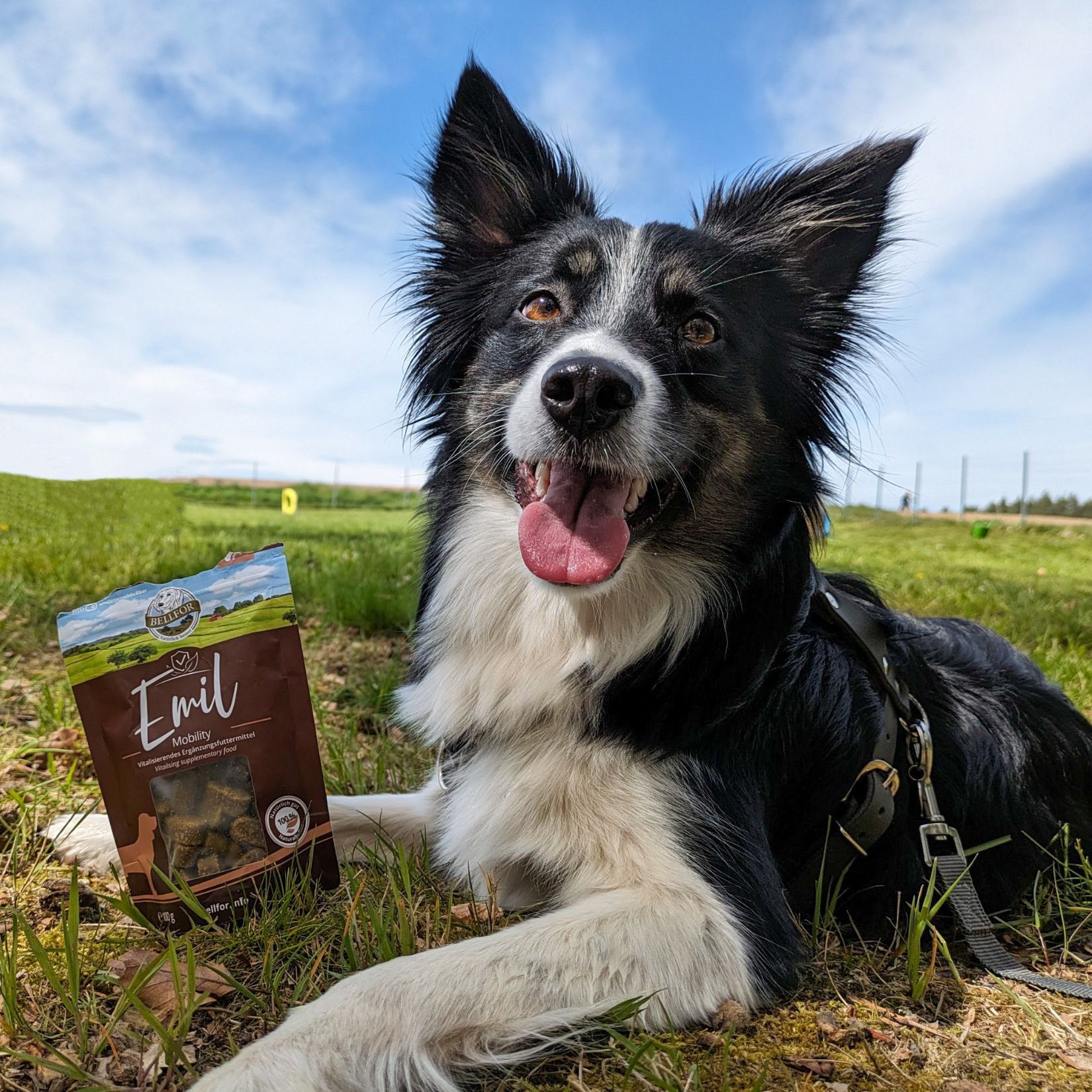 Hund liegt im Gras, hält braunen Beutel Bellfor Emil Soft-Snacks "Mobility". Himmel mit Wolken im Hintergrund.