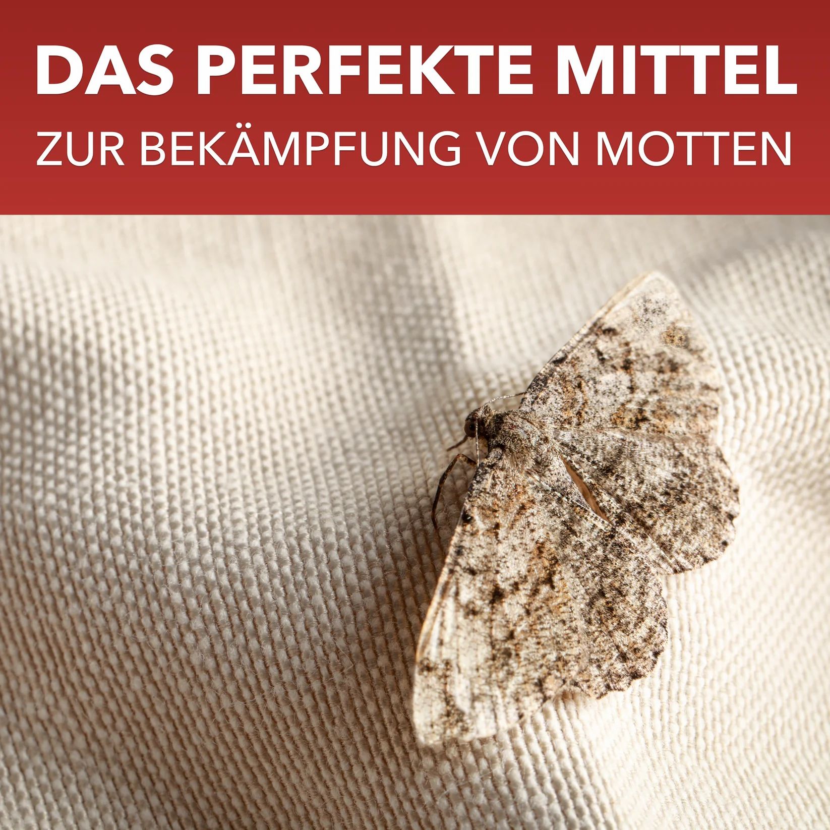 Motten auf einem Stoff. Auf rotem Hintergrund: Das perfekte Mittel zur Bekämpfung von Motten.