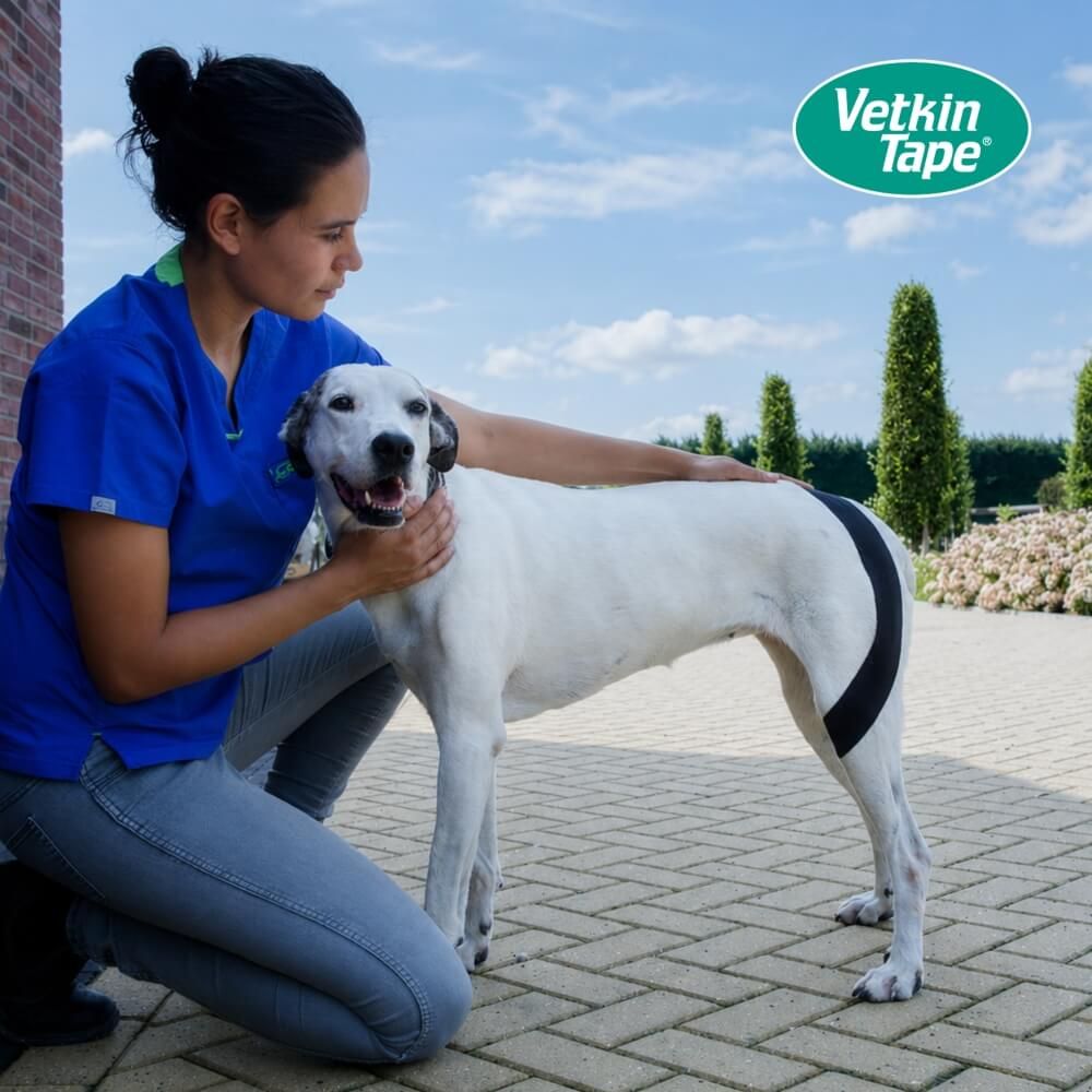 Hund mit schwarzem Kinesiotape am Rücken, angewendet von einer Person.
