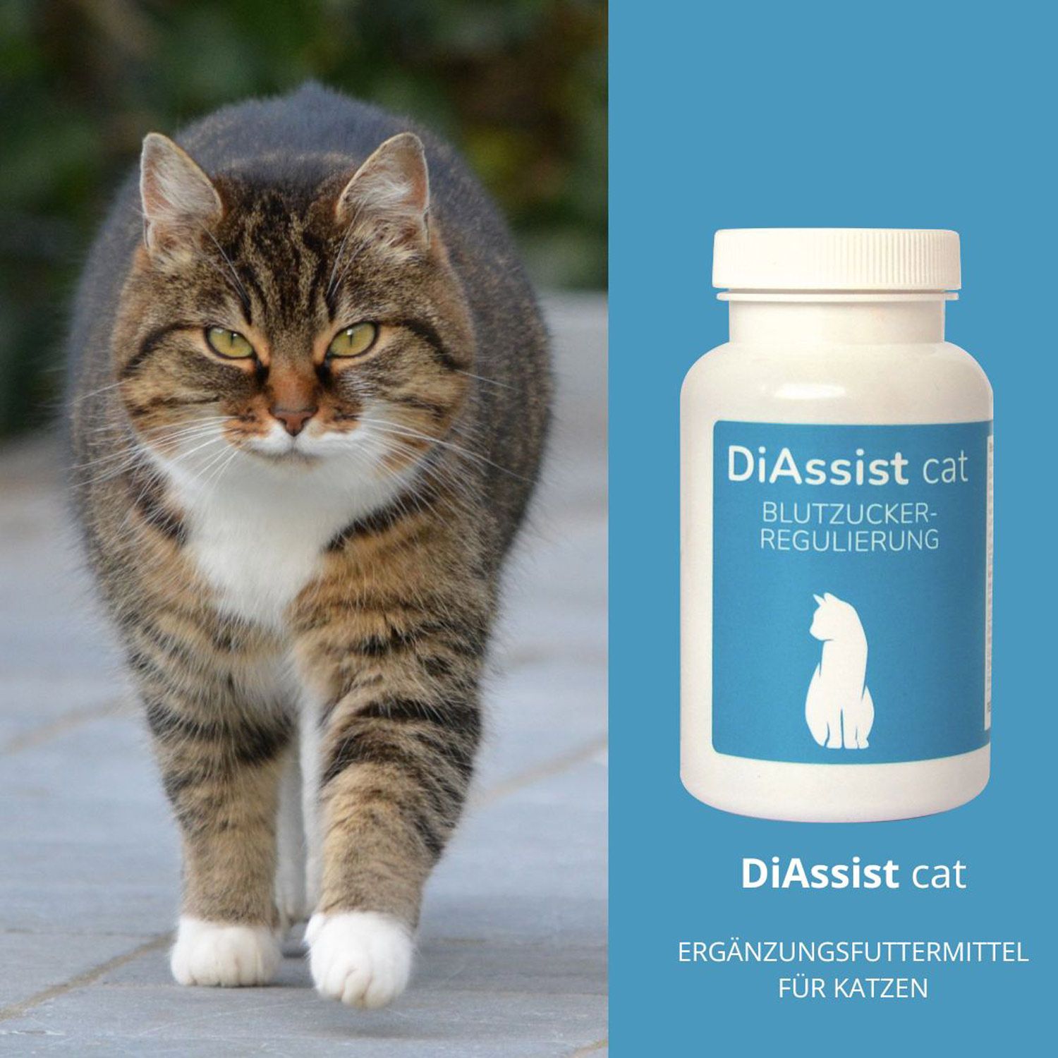 Katze neben einer Flasche DiAssist cat, einem Ergänzungsfuttermittel zur Blutzuckerregulierung.