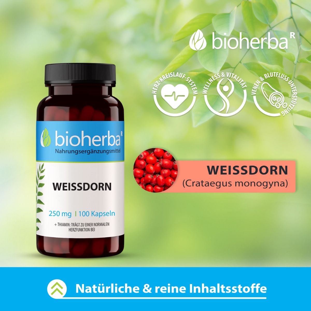 Bioherba Weissdorn Kapseln in brauner Flasche. 100 Kapseln, 250 mg. Abbildung von Weissdornbeeren. Text: Natürliche & reine Inhaltsstoffe.