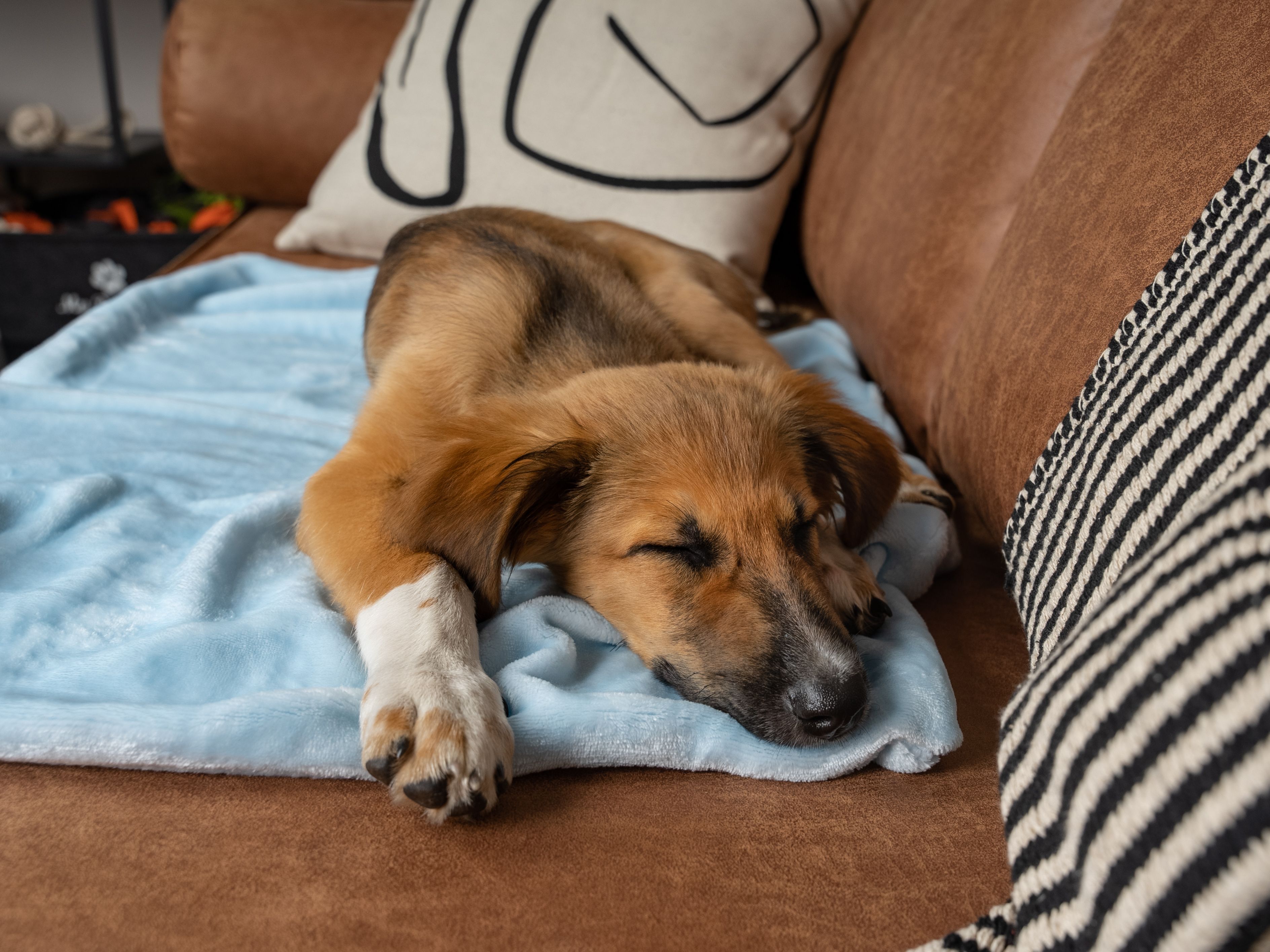 Hund liegt auf hellblauer Decke auf braunem Sofa. Kissen im Hintergrund.