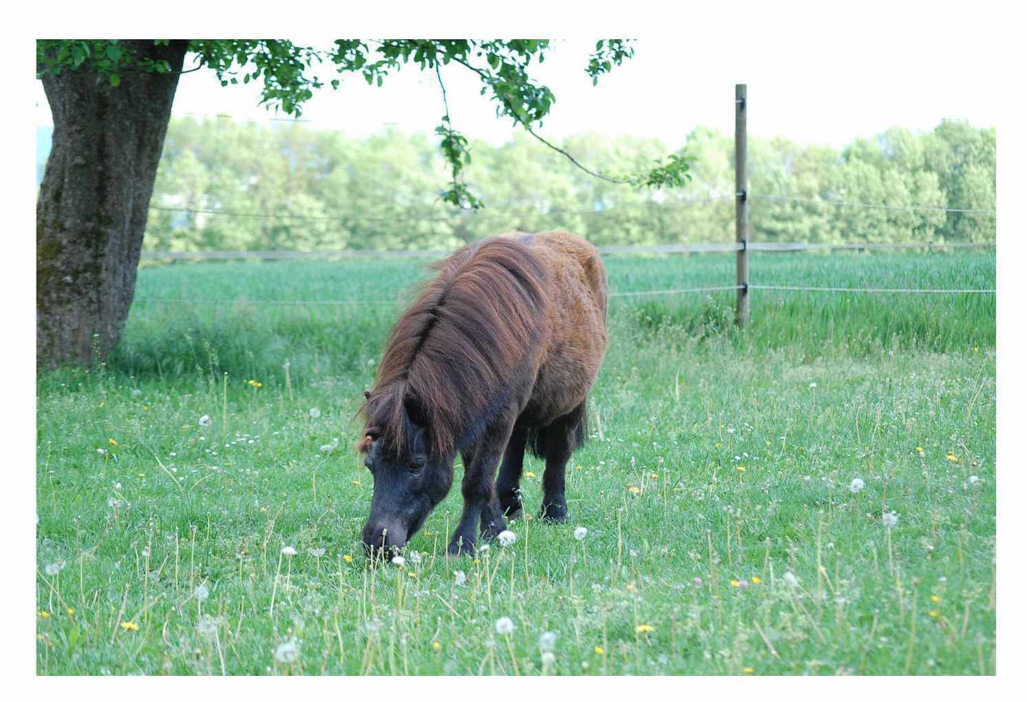 Braunes Pony auf einer Wiese. Es frisst Gras. Im Hintergrund Bäume und ein Zaun.