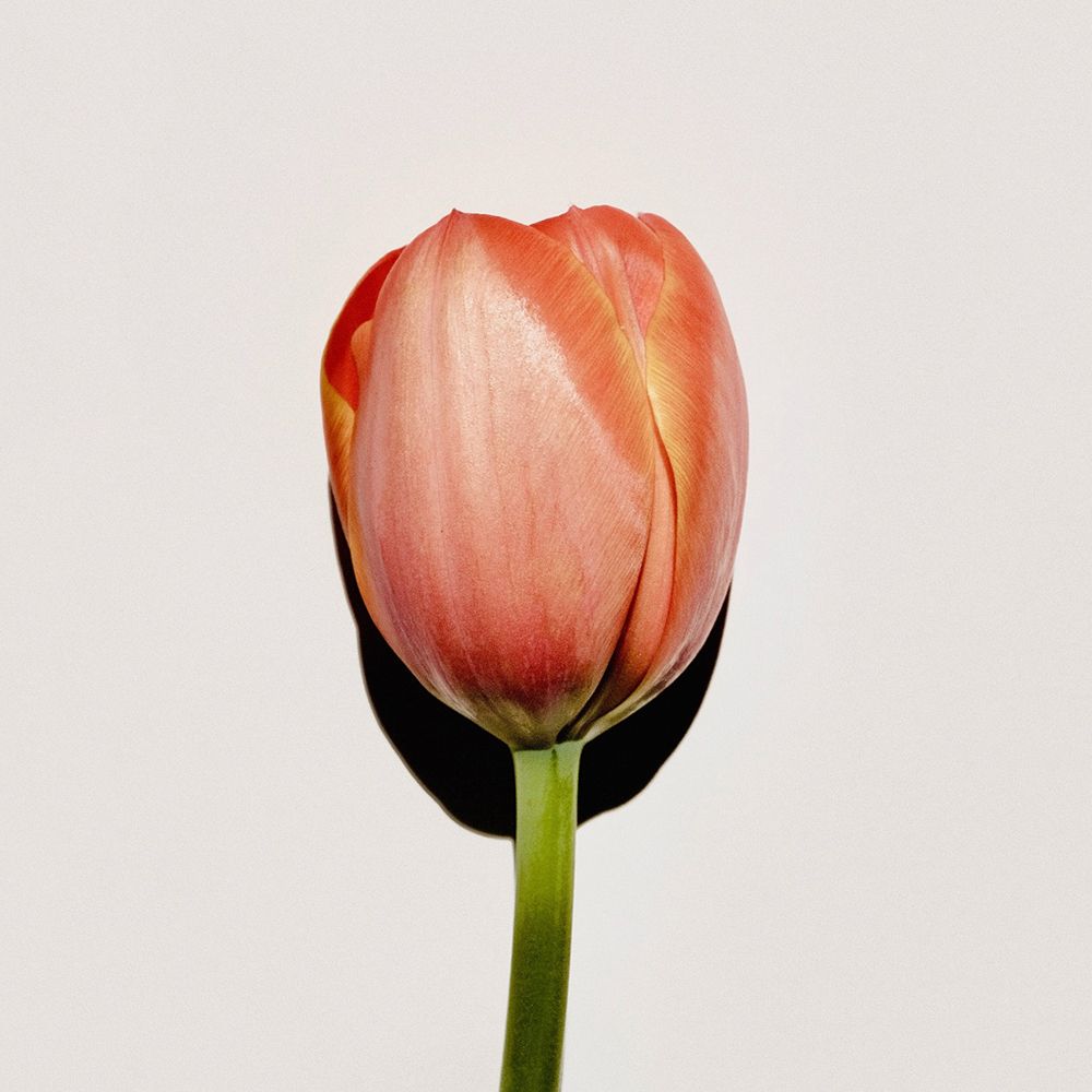 Nahaufnahme einer einzelnen, orange-gelben Tulpe auf weißem Hintergrund. Der Stiel ist grün.