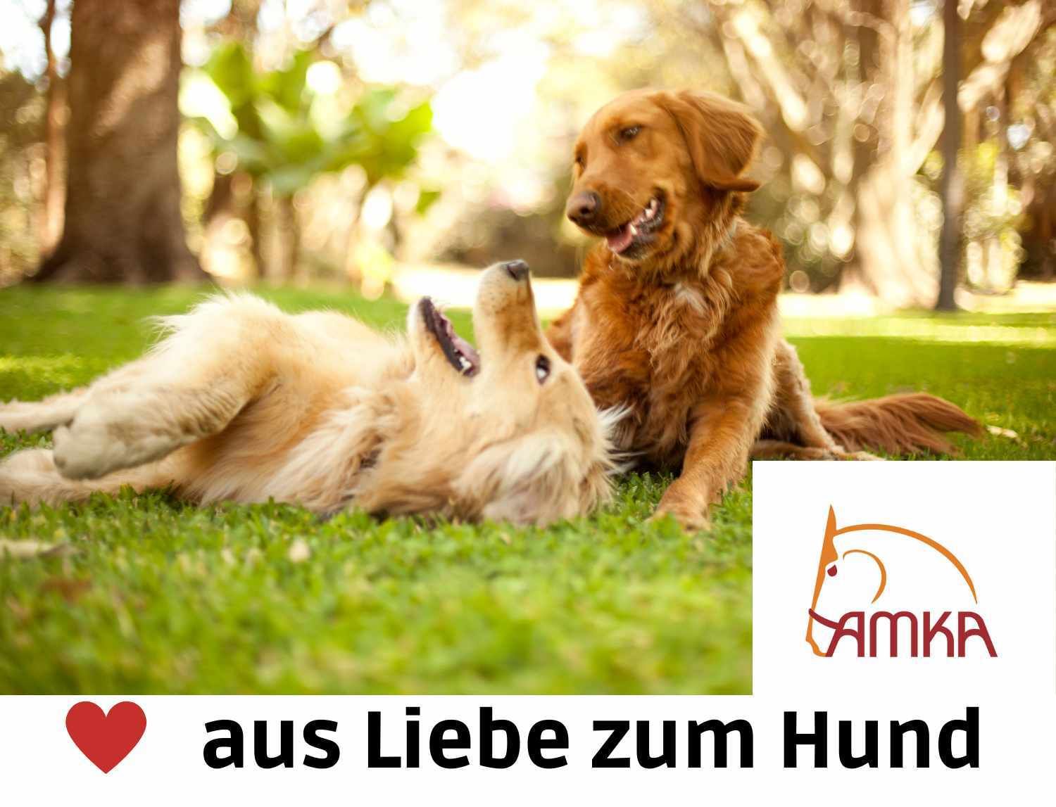 Zwei Hunde auf einer Wiese. Ein Hund liegt auf dem Rücken, der andere sitzt. Im Hintergrund Bäume. Logo: AMKA, aus Liebe zum Hund.