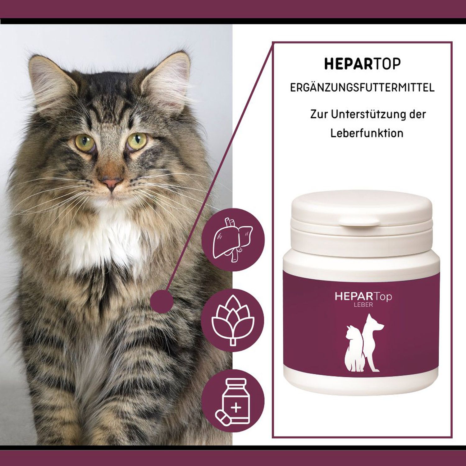 HeparTop Leber: Katze neben Behälter mit Symbolen für Leber, Pflanze und Kapsel.