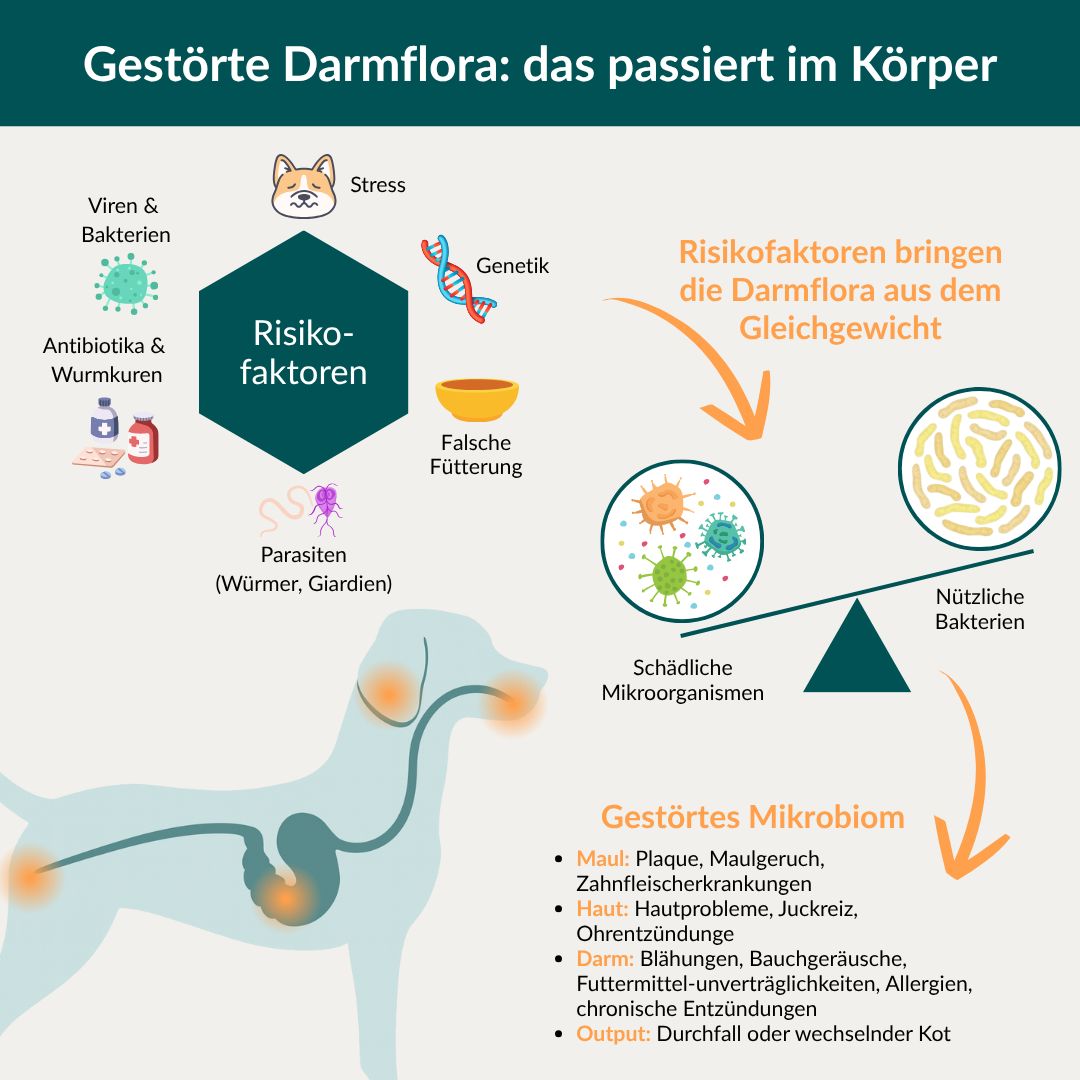 Schema erklärt Risikofaktoren und Auswirkungen gestörter Darmflora beim Hund.