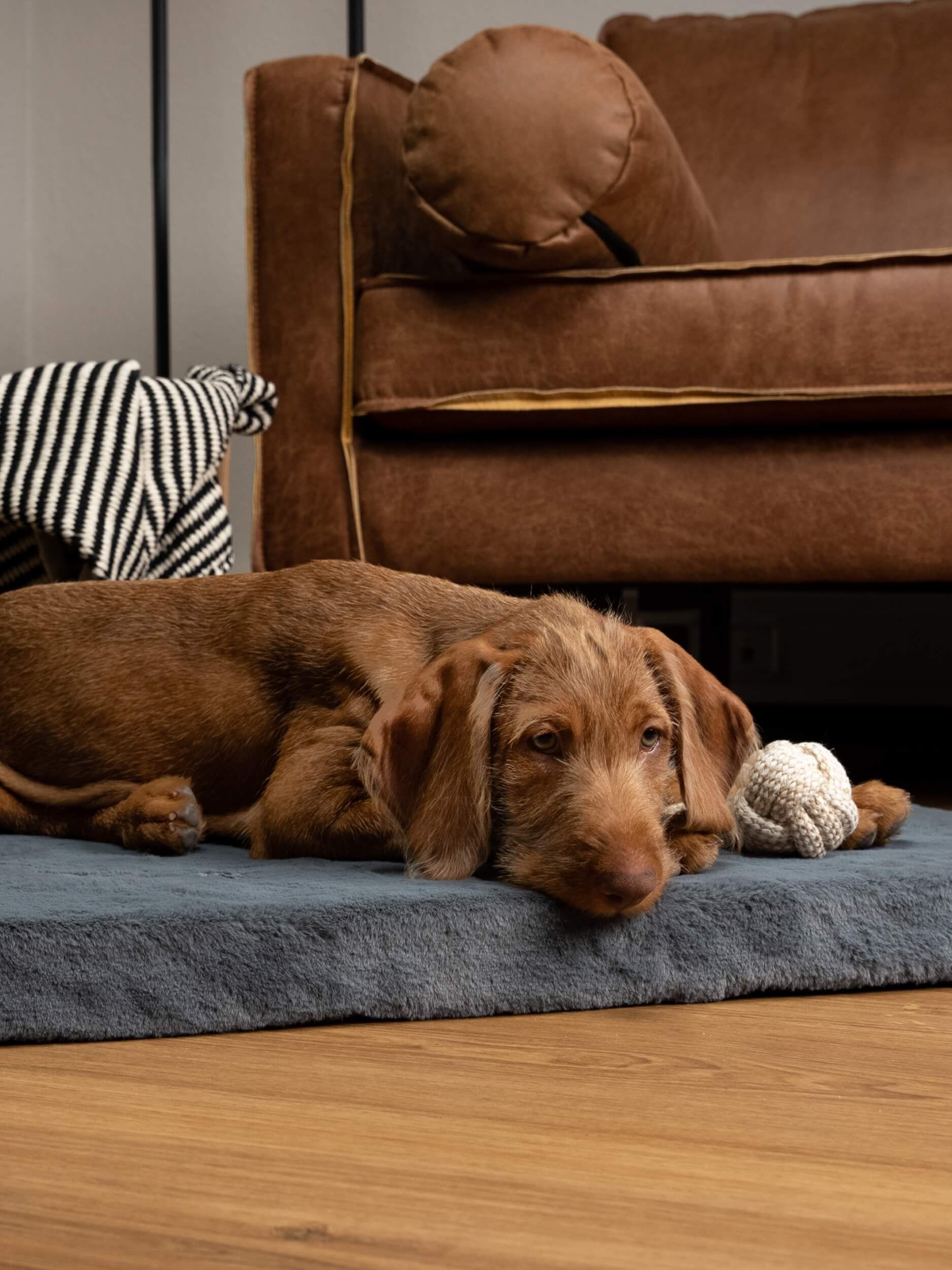 Hund liegt auf grauer Matratze. Umgebung: Holzboden, Sofa, Spielzeug.