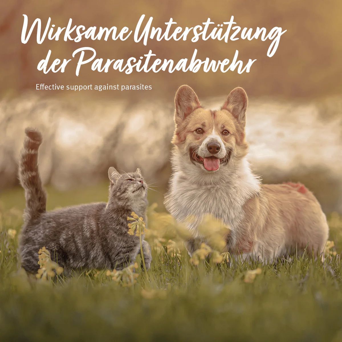 Katze und Hund im Gras. Text: Wirksame Unterstützung der Parasitenabwehr. Hintergrund: verschwommene Szene. Produkt nicht sichtbar.