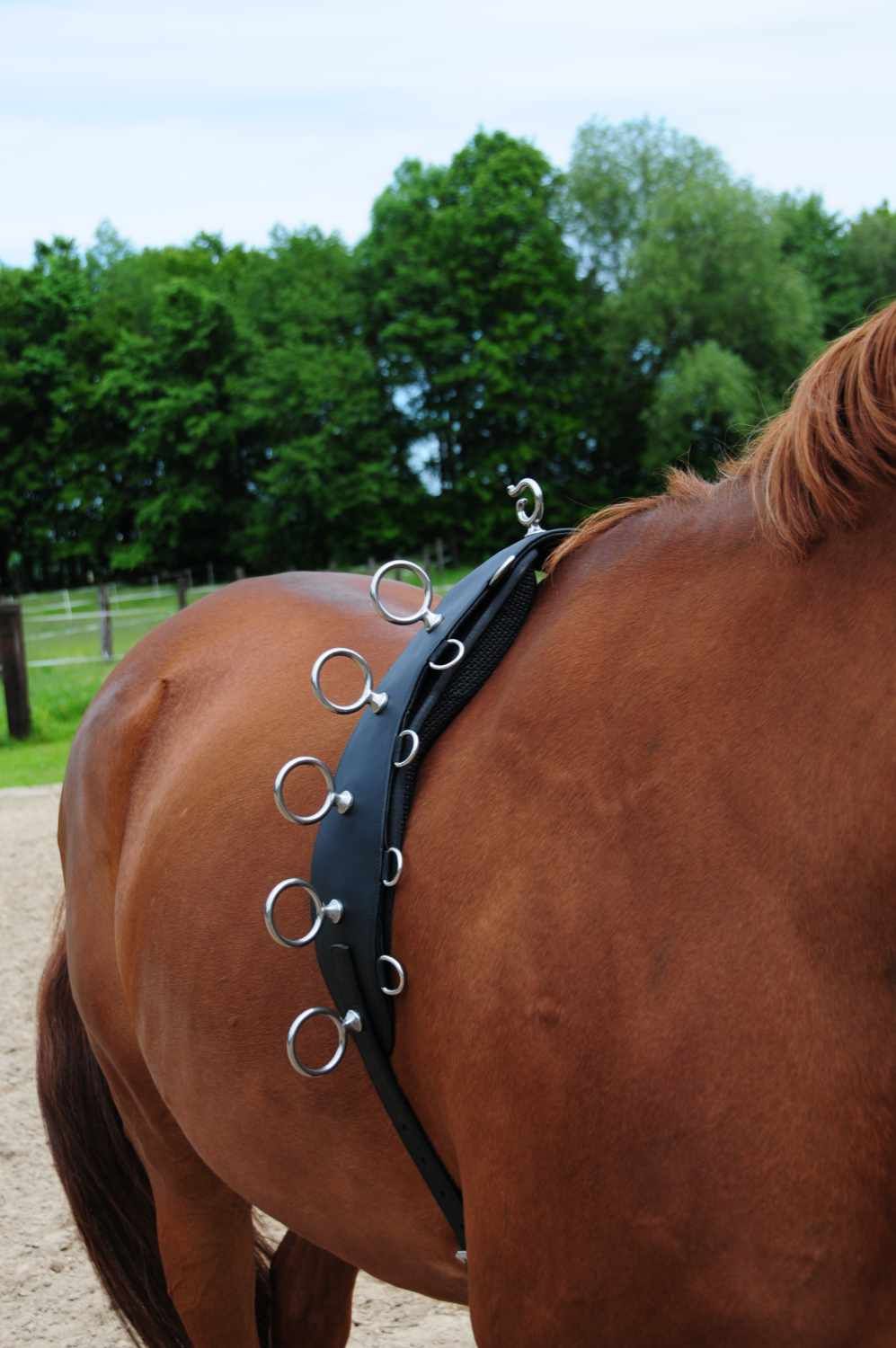Schwarzer Longiergurt mit Metallringen am Pferd. Seitenansicht.