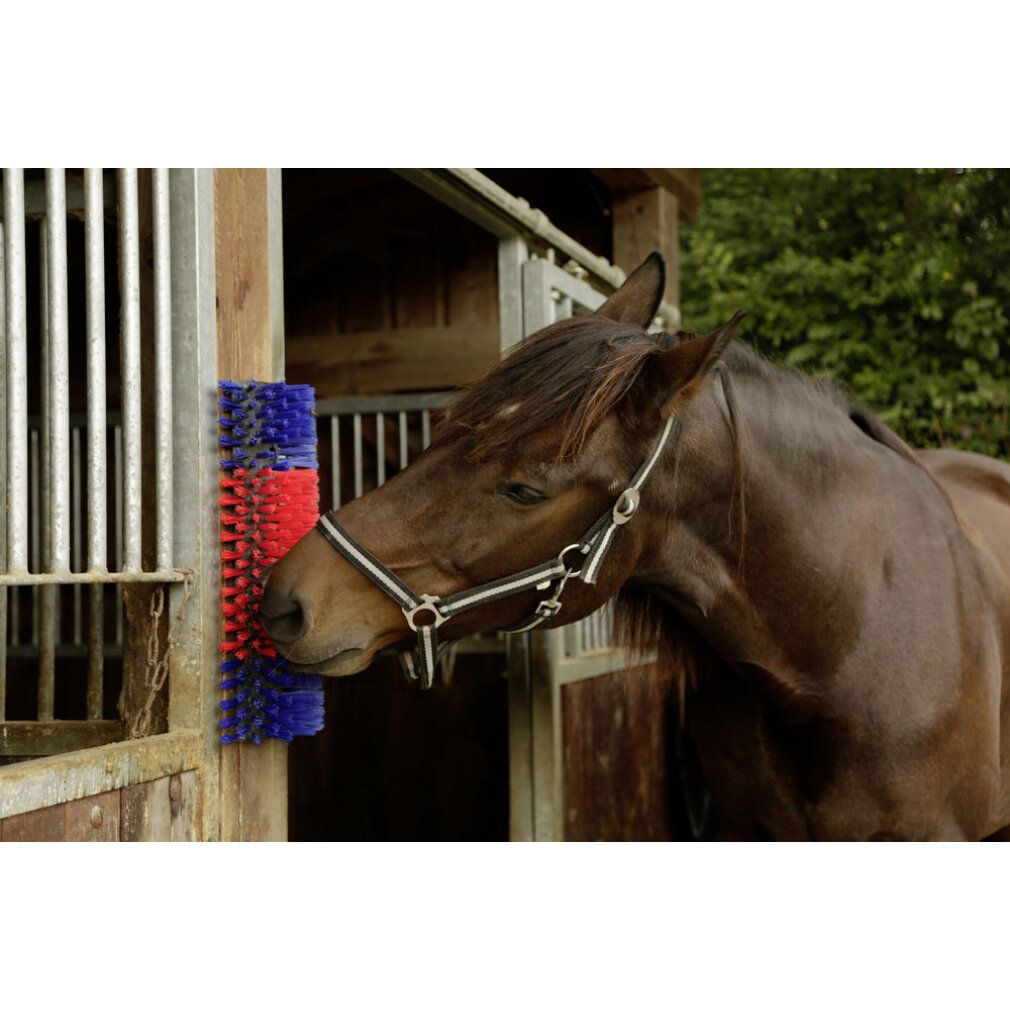 Bürste für Pferd, Rind, Ziege, an Holzpfosten montiert. Rote und blaue Borsten. Pferd mit Halfter reibt sich.