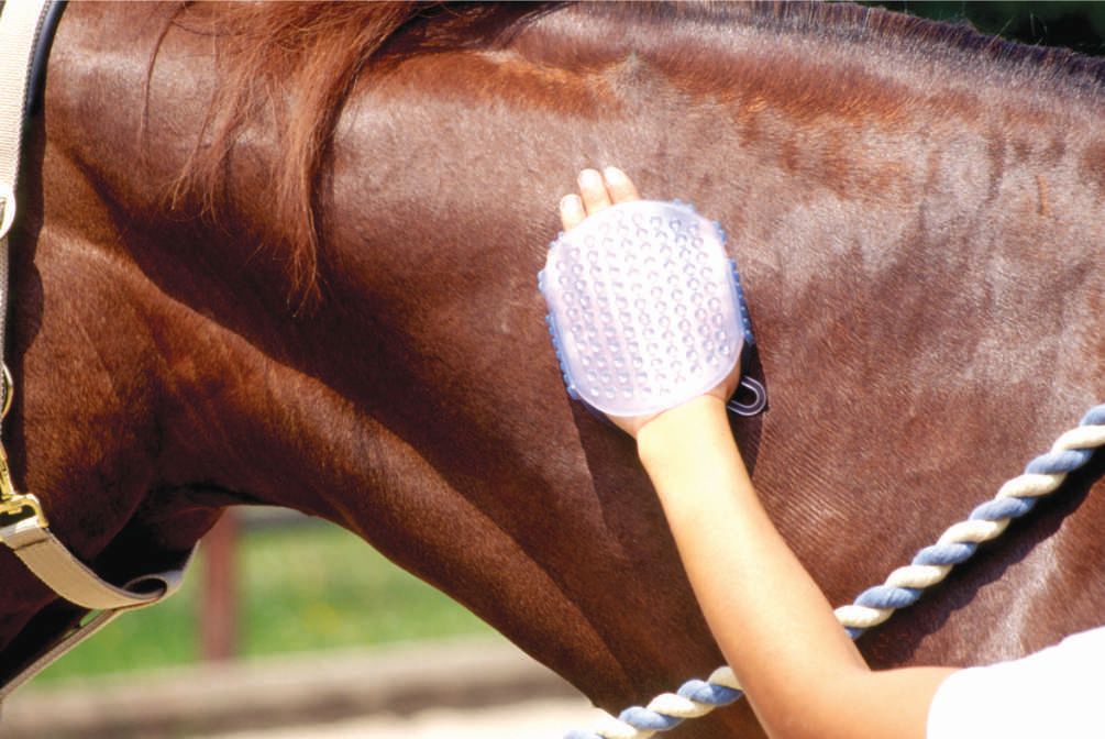 Handbürste aus Silikon, blau, auf Pferd angewendet. Strukturierte Oberfläche, mit Handriemen. Pferd mit braunem Fell.