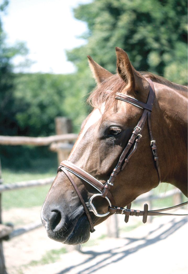 Brauner Trensenzaum am Pferdekopf. Lederriemen, Metallbeschläge. Detailansicht.