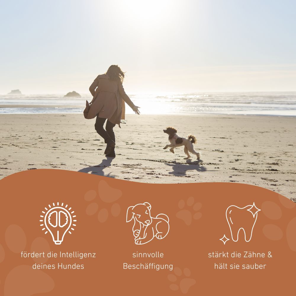Person rennt mit Hund am Strand. Icons: Intelligenz fördern, sinnvolle Beschäftigung, Zähne reinigen.