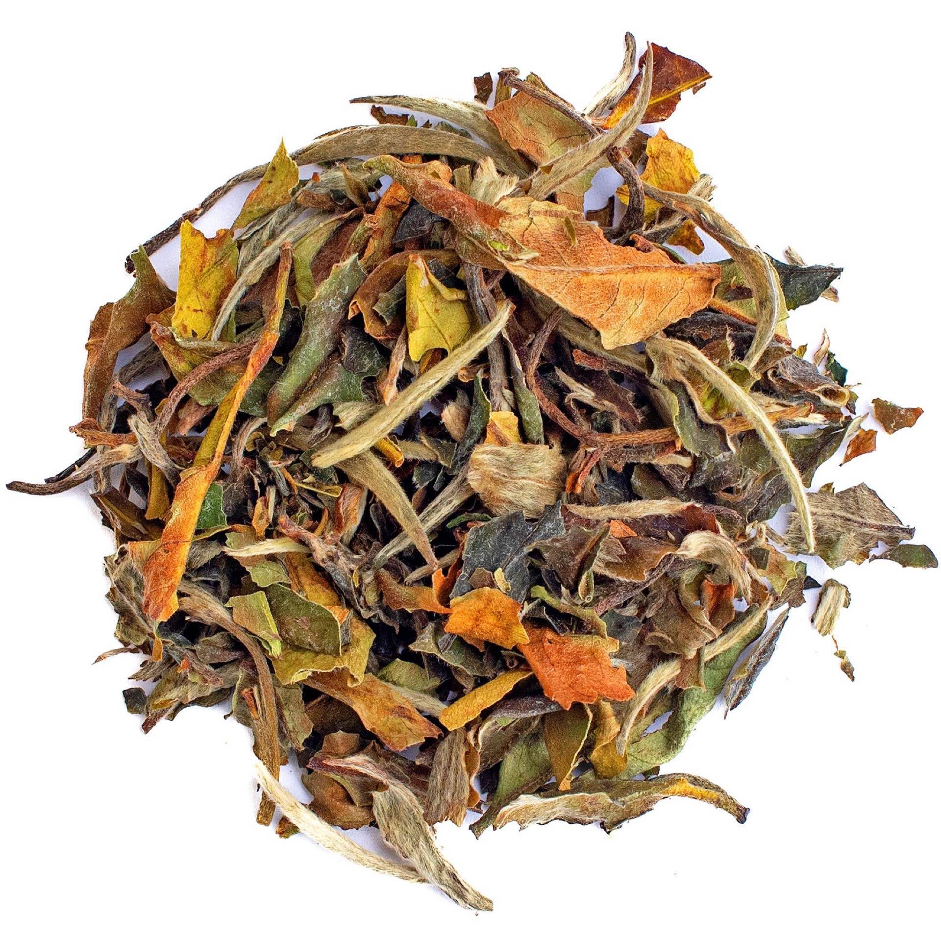 BIOTEAQUE liabe Lisi