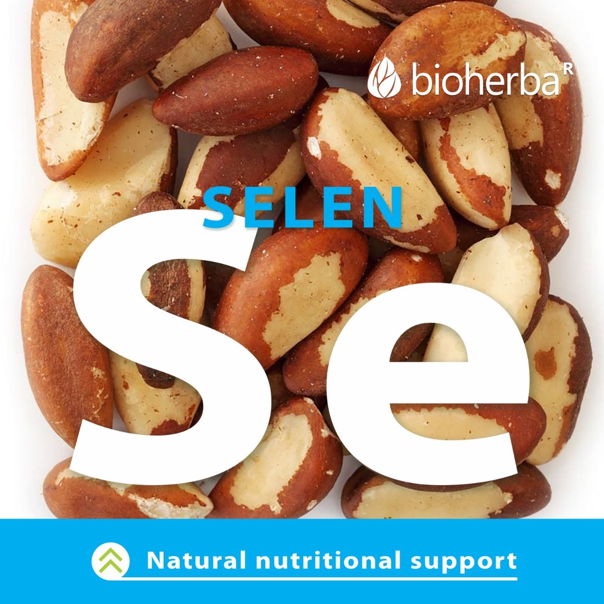 Nahaufnahme von Paranüssen. Großes Wort SELEN. Text: Natural nutritional support. Bioherba Logo.