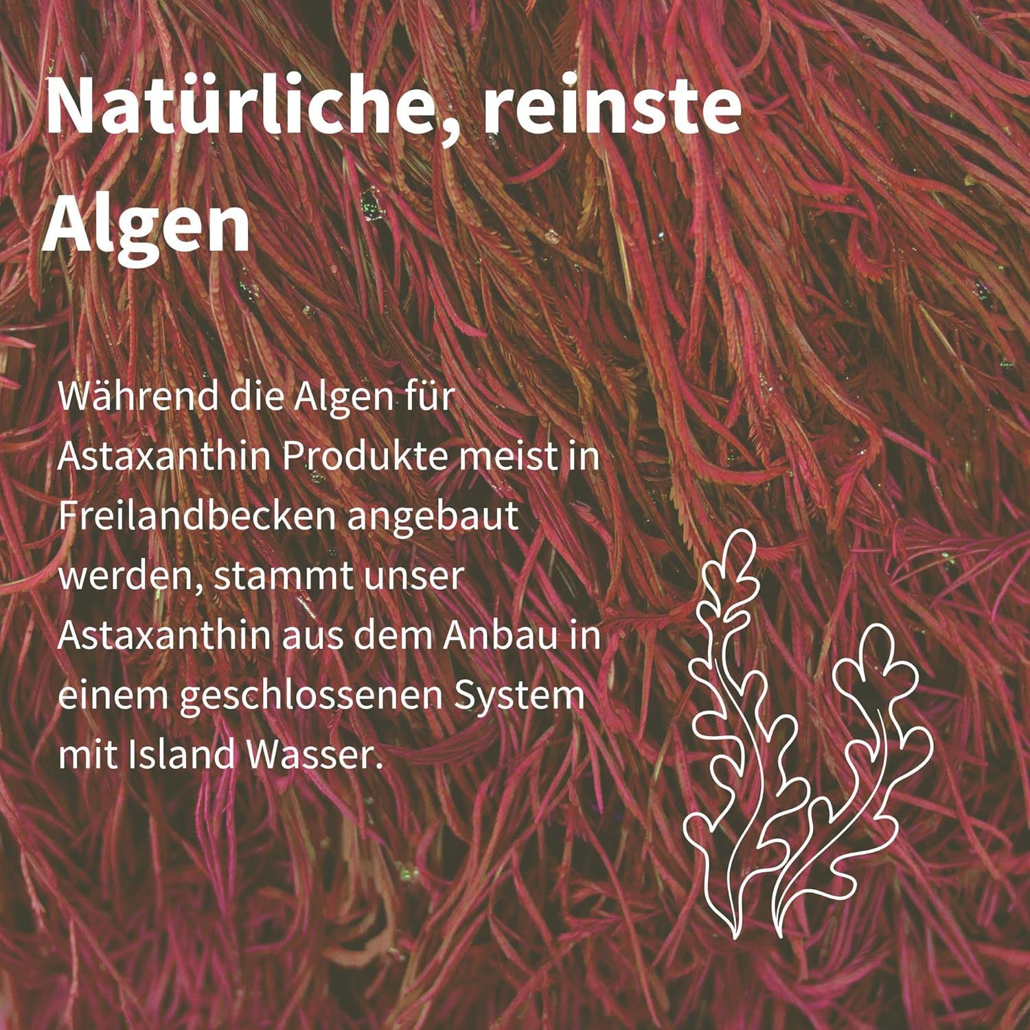 Nahaufnahme von roten Algenfäden, die die natürliche Quelle von Astaxanthin darstellen.