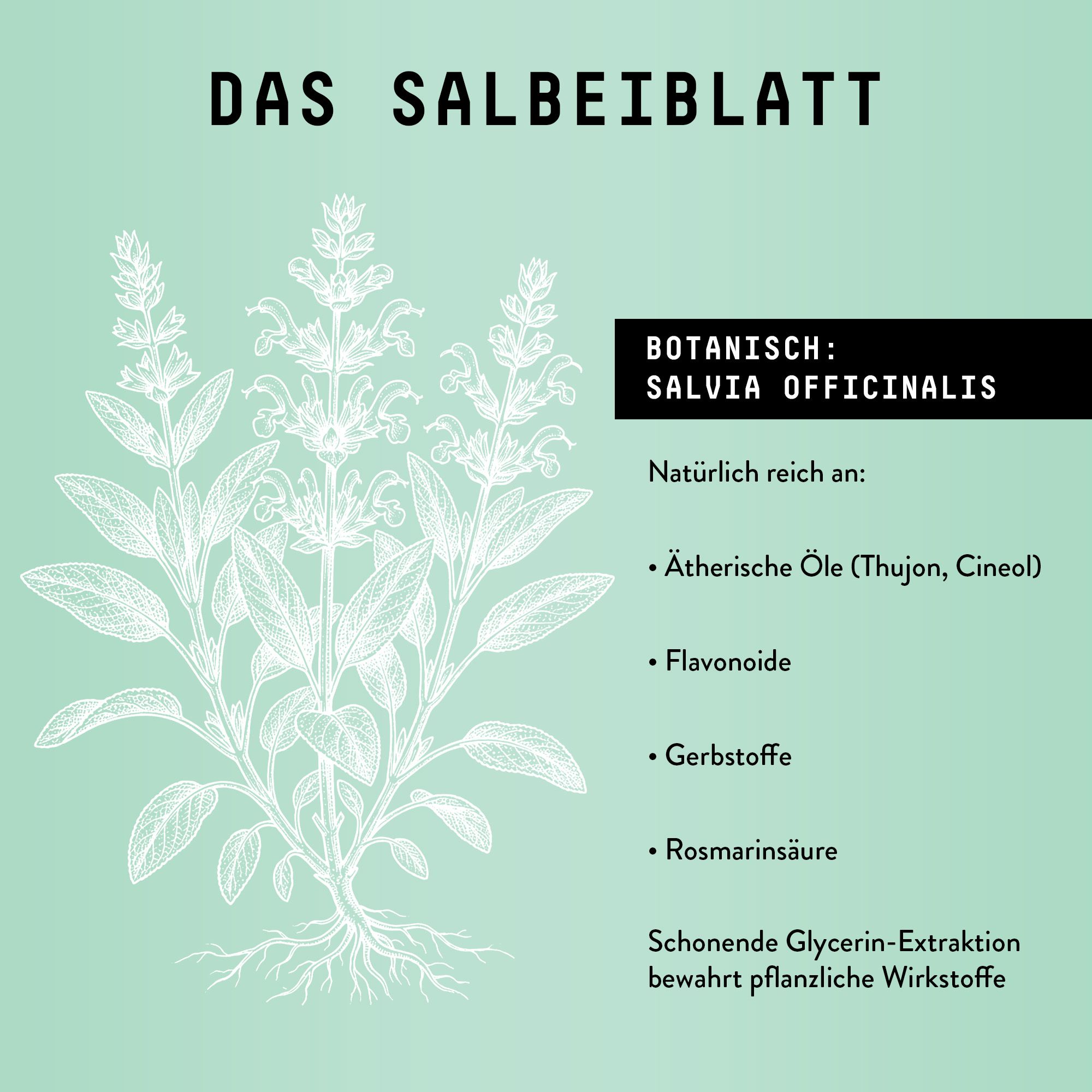 Zeichnung von Salbeiblatt. Text: Botanisch: Salvia officinalis. Reich an ätherischen Ölen, Flavonoiden.
