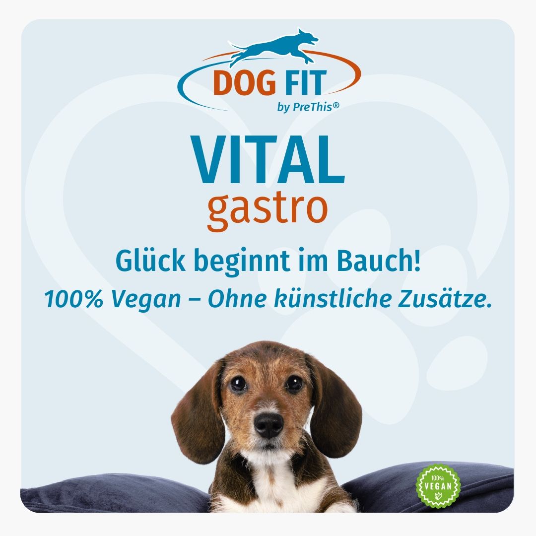 Quadratische Grafik mit Hund. Text: DOG FIT VITAL gastro. Glück beginnt im Bauch! 100% Vegan - Ohne künstliche Zusätze. Vegan-Siegel.