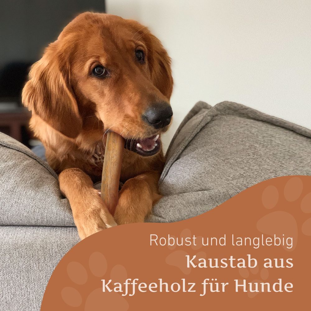 Hund kaut an einem Kaffeeholz-Kaustab. Text: Robust und langlebig Kaustab aus Kaffeeholz für Hunde.