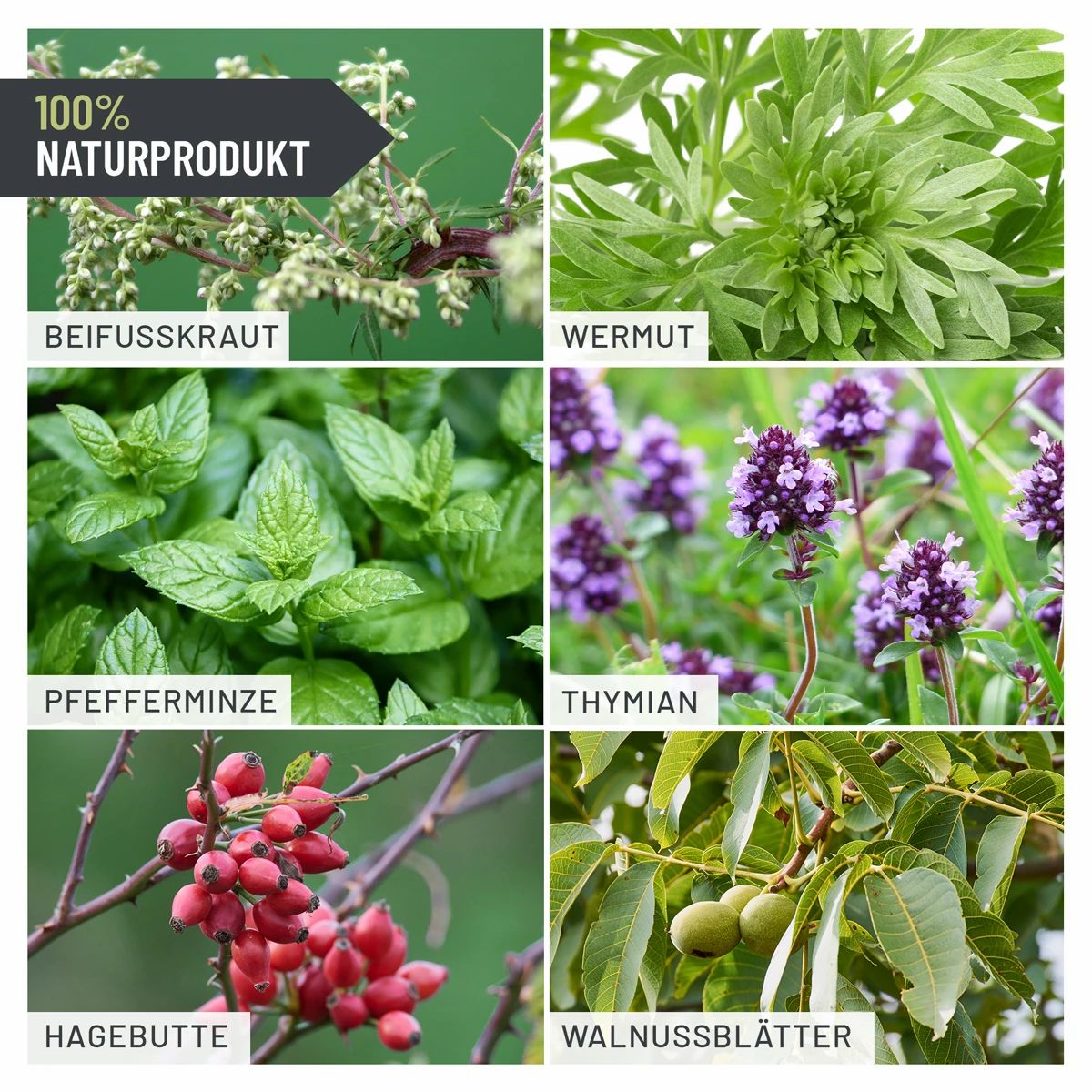 Sechs Pflanzenarten: Beifußkraut, Wermut, Pfefferminze, Thymian, Hagebutte, Walnussblätter. Text: 100% Naturprodukt.