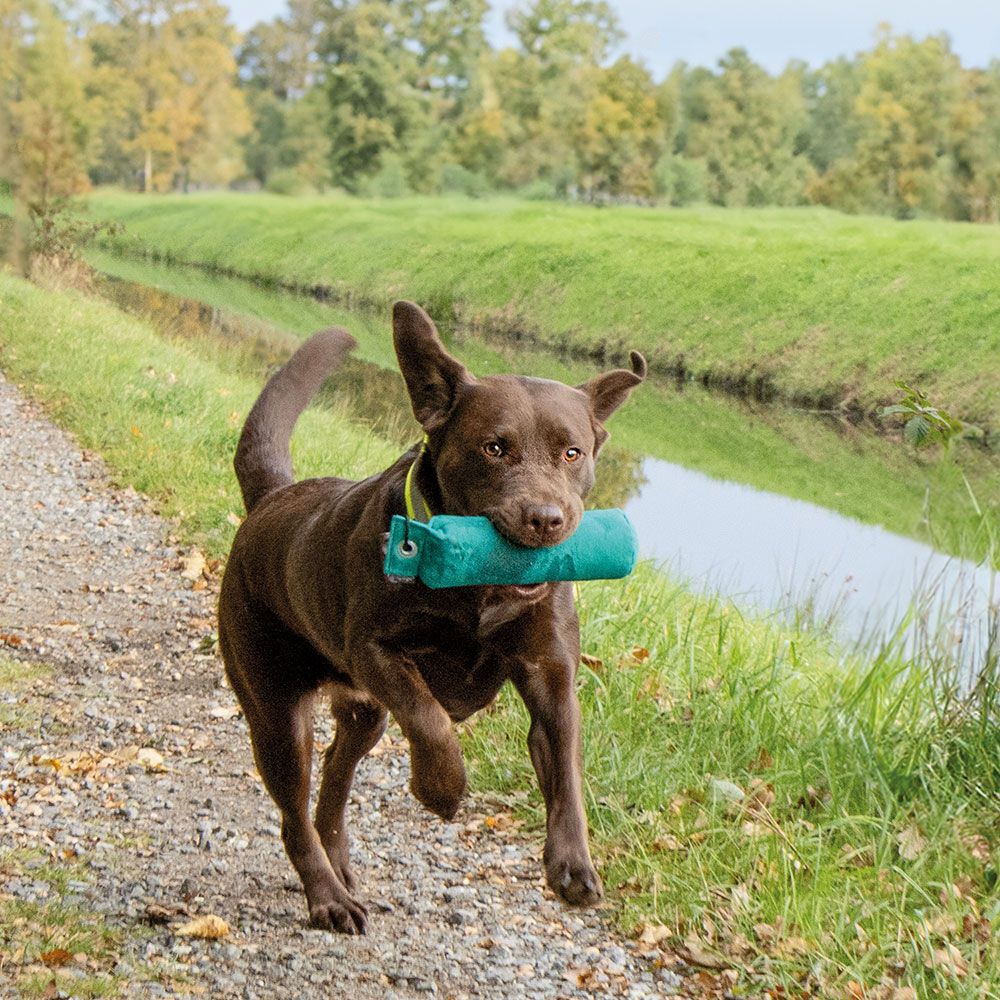 Mystique® Standard Hundedummy