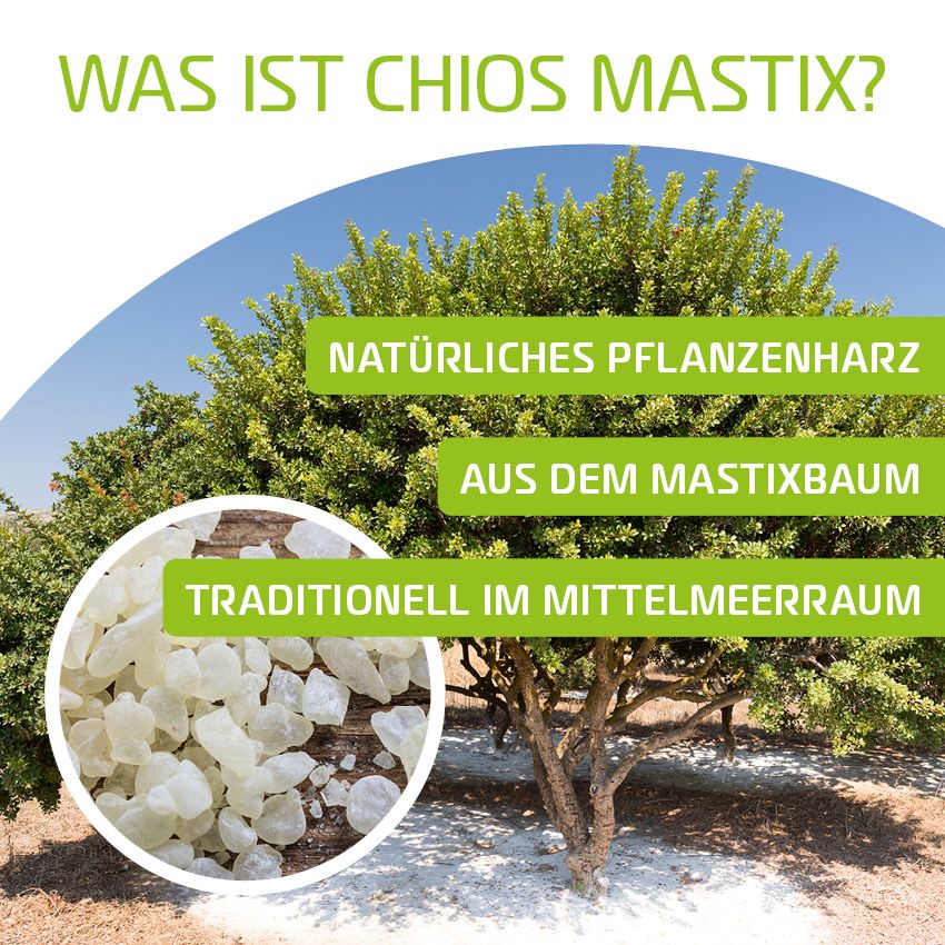 Ein Baum mit grünen Blättern und einem Nahaufnahme-Kreis von Harzstücken. Text: Natürliches Pflanzenharz, Aus dem Mastixbaum, Traditionell im Mittelmeerraum.