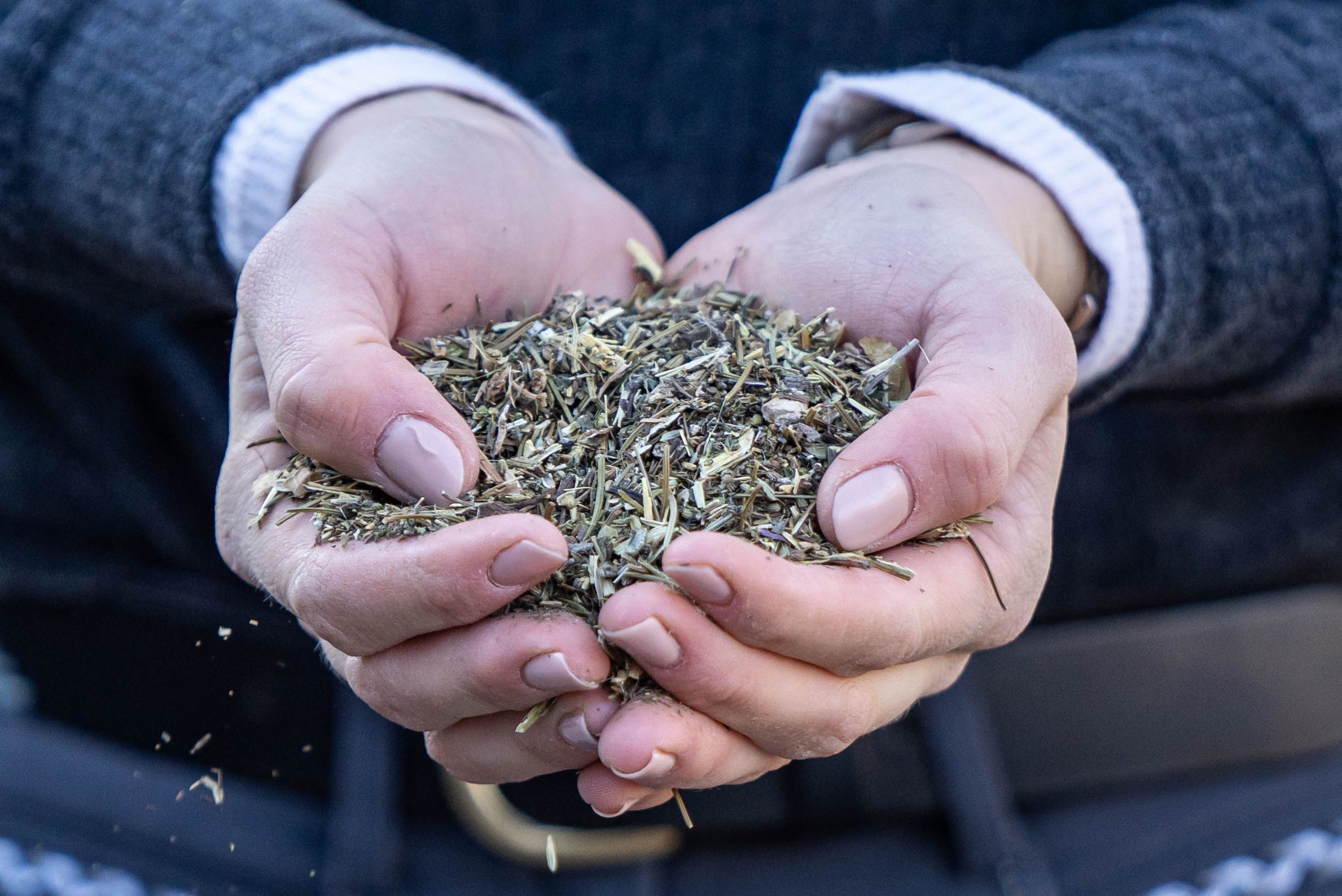 Hände halten Kräuter. Die Kräuter sind lose und grün. Keine Verpackung sichtbar.