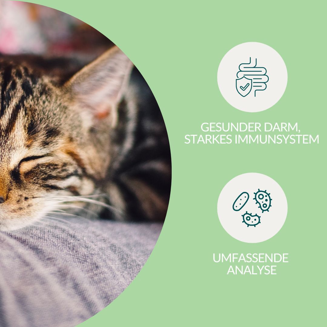 Schlafende Katze neben Icons, die einen gesunden Darm und eine umfassende Analyse symbolisieren.