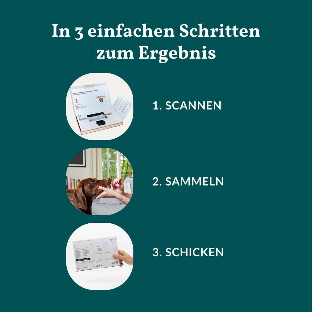 Schritte 1, 2, 3: Scannen, Sammeln, Schicken für ein Allergietestergebnis.