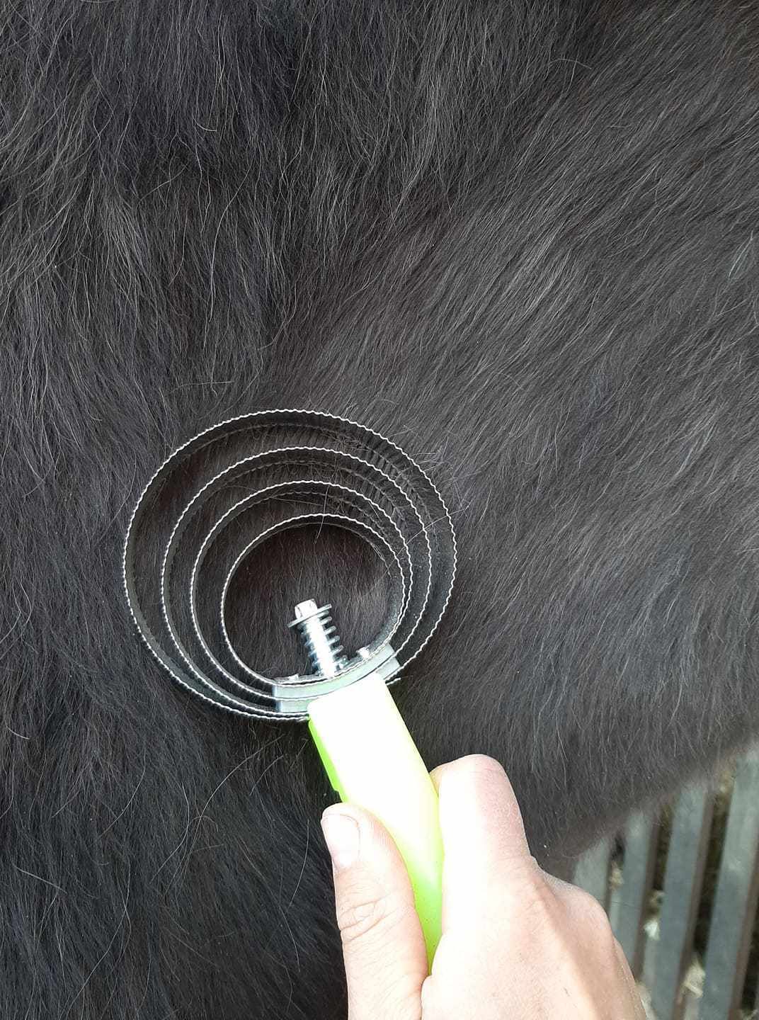 Person bürstet Pferd mit Spiralstriegel. Der Griff ist grün.