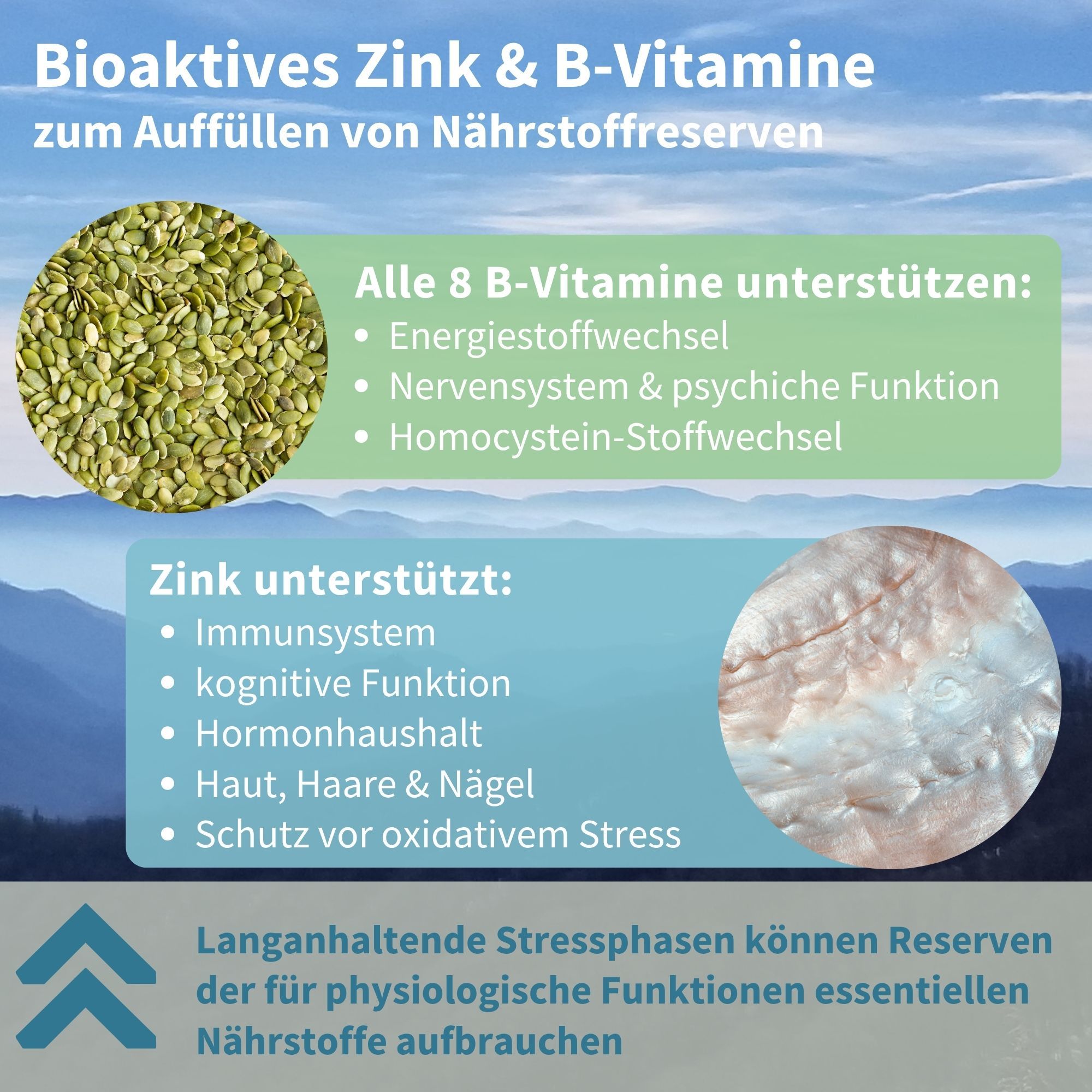 Grafik zeigt Bioaktives Zink & B-Vitamine zur Unterstützung des Nervensystems.