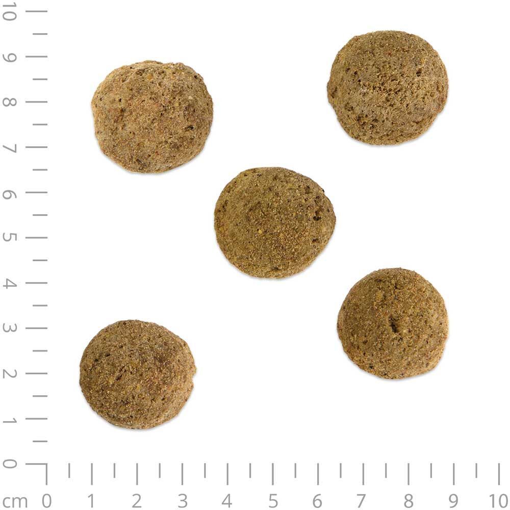 Fünf Hundekekse, braun, rundlich, auf weißem Hintergrund. Maßstab.