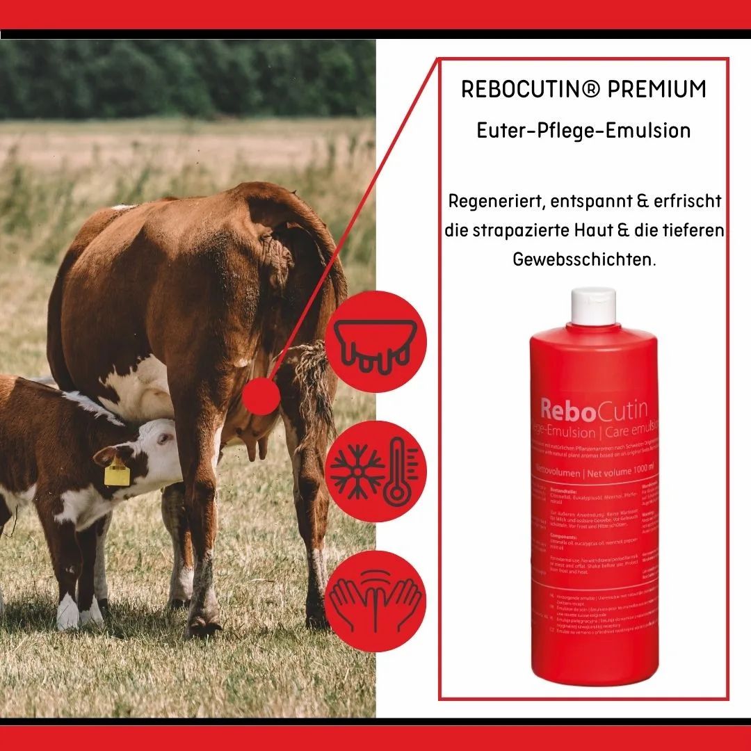 ReboCutin Premium Euter-Pflege-Emulsion: Kühe und Kalb auf Weide. Rote Flasche daneben.
