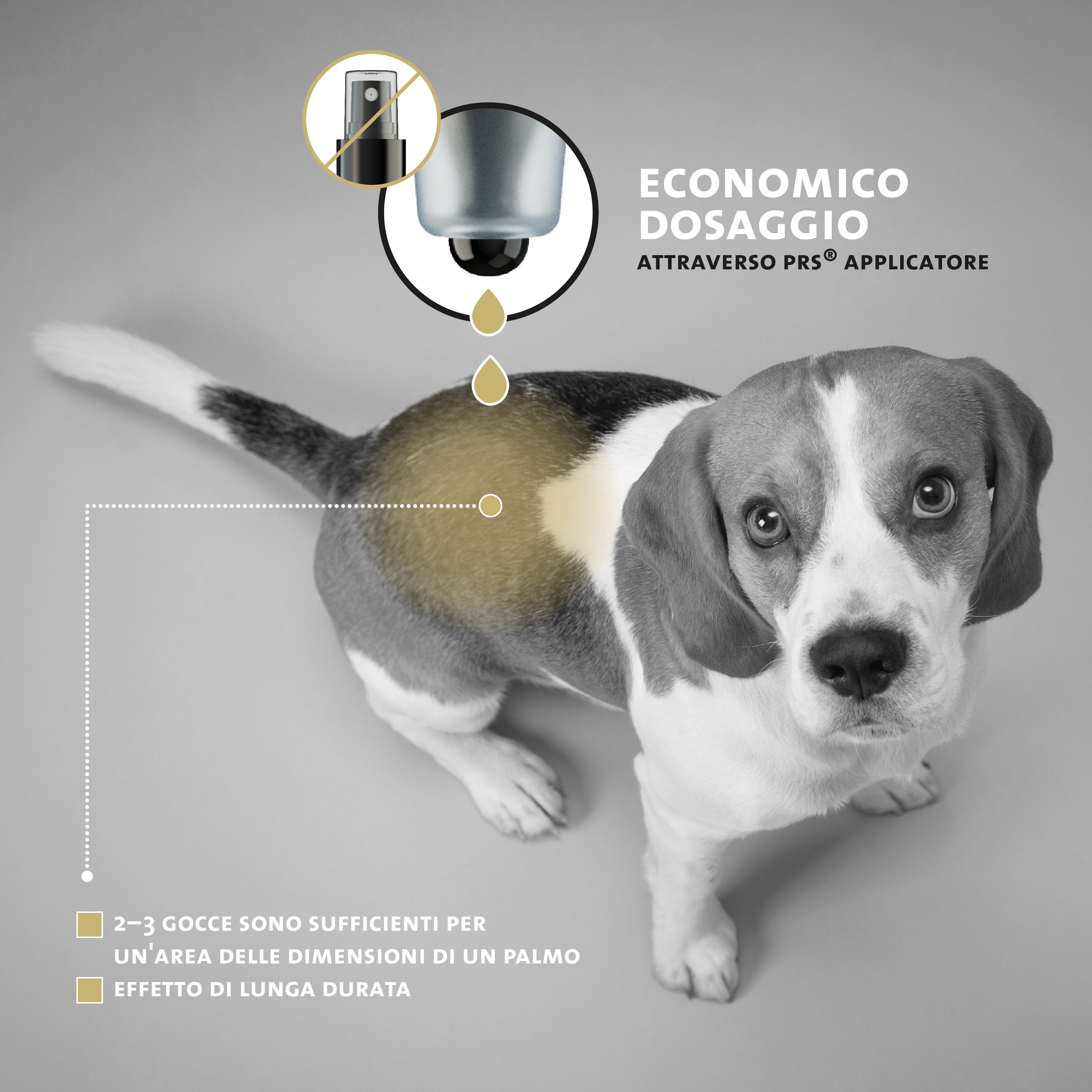 Beagle-Hund. Dosieraufsatz mit Tropfen. Text: Sparsame Dosierung durch PRS-Tropfen-Applikator. 2-3 Tropfen für eine handflächengroße Stelle.