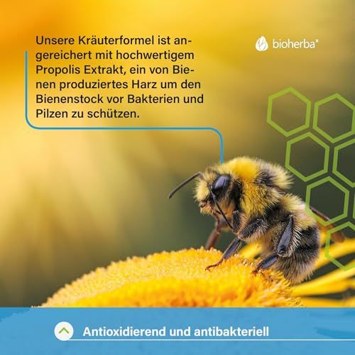 Nahaufnahme einer Biene auf einer gelben Blüte. Text: Antioxidierend und antibakteriell. Hintergrund: gelb.