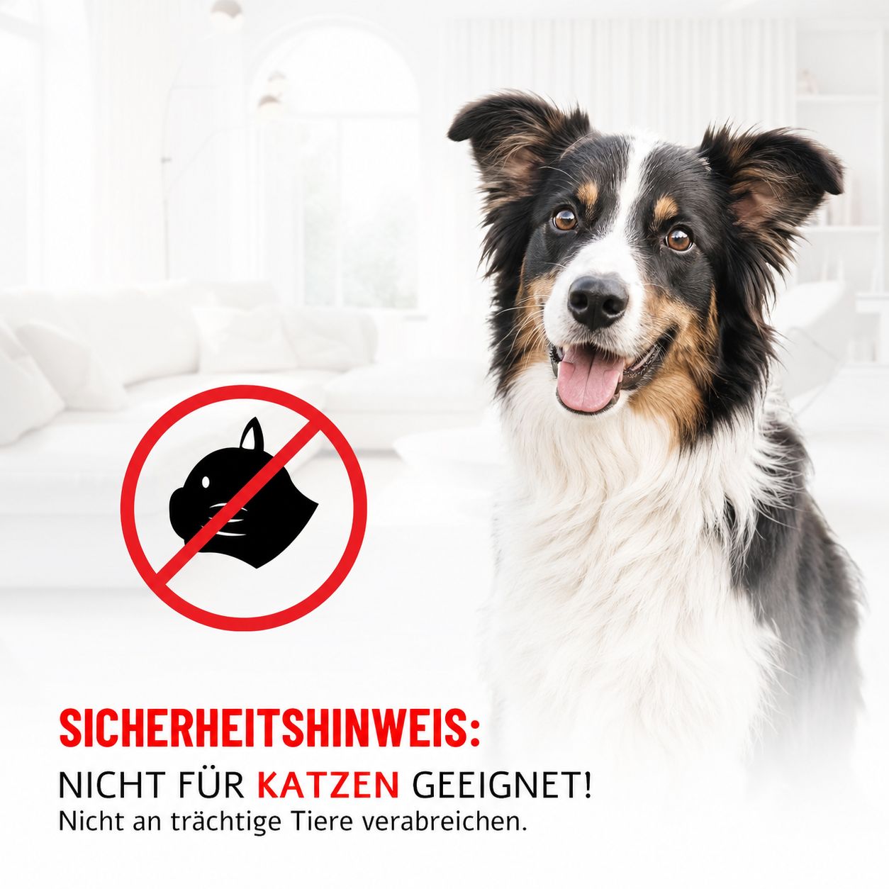 Sicherheitshinweis: Nicht für Katzen geeignet. Hund im Hintergrund.