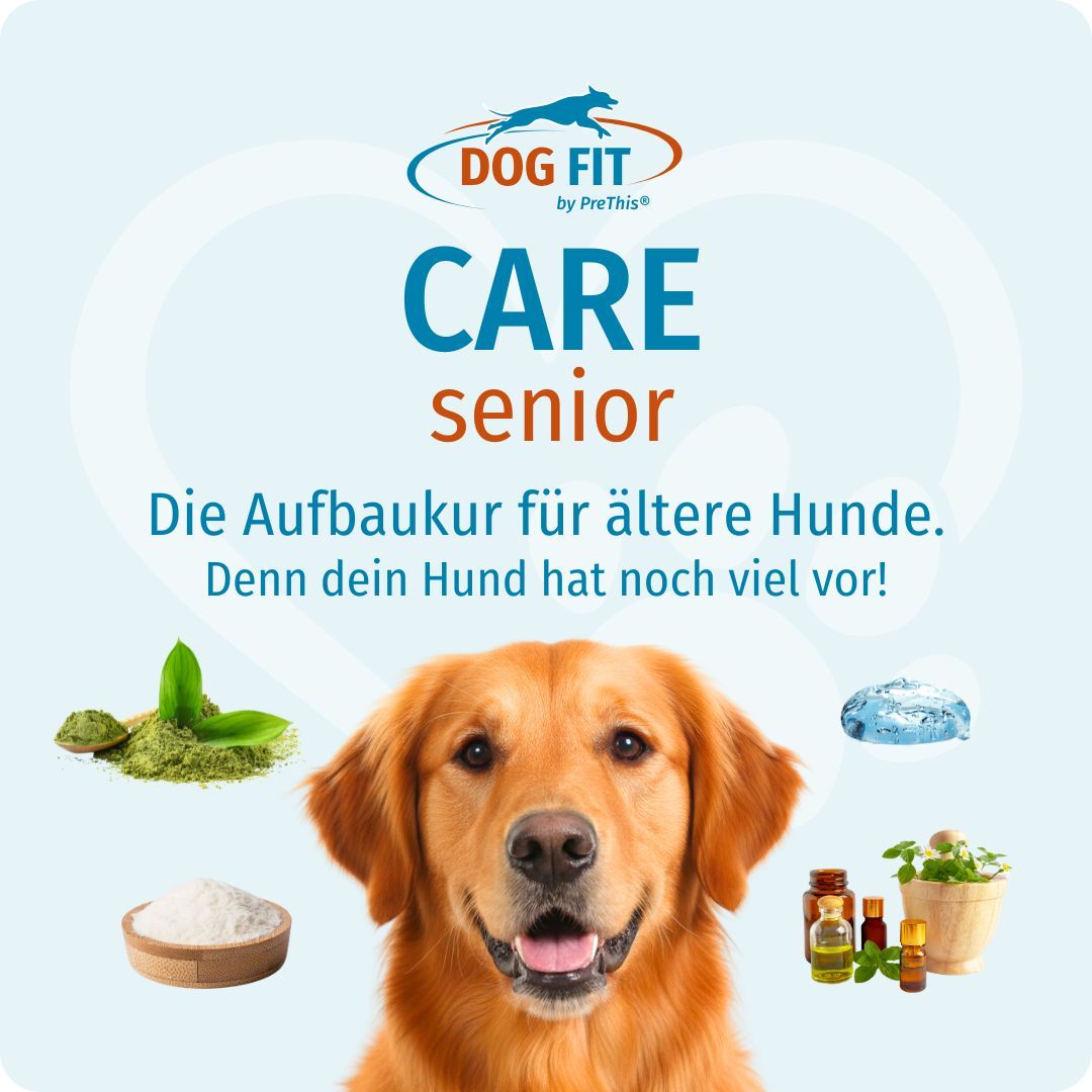 Goldener Retriever vor blauem Hintergrund. DOG FIT CARE senior Logo. Verschiedene Zutaten um den Hund herum abgebildet.