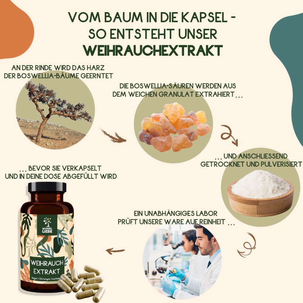 Grafik: Herstellung Weihrauch Extrakt. Baum, Harz, Granulat, Pulver, Kapseln, Labor. Flasche WURZELLIEBE Weihrauch Extrakt.