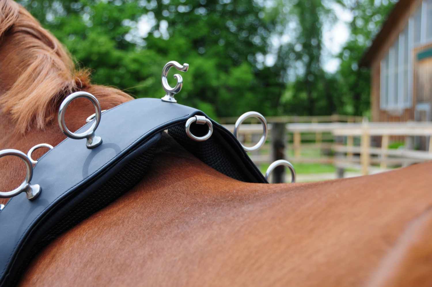 Schwarzer Longiergurt mit Metallringen am Pferd. Hintergrund mit Bäumen.