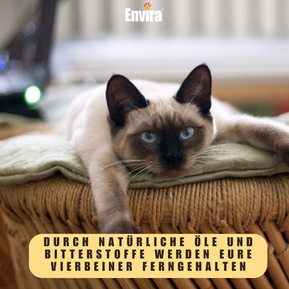 Siamesische Katze liegt auf einem Hocker. Text: Durch natürliche Öle und Bitterstoffe werden eure Vierbeiner ferngehalten.