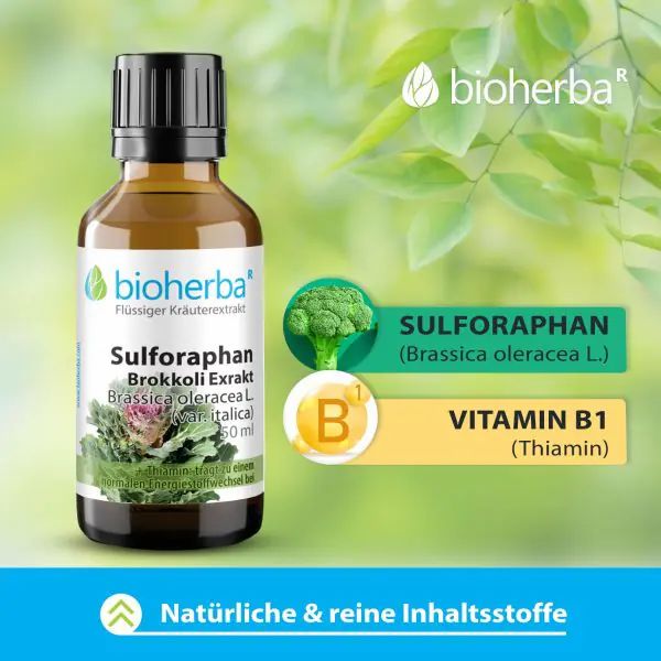 Braune Flasche mit schwarzem Deckel. Bioherba Sulforaphan Brokkoli Extrakt. Illustration von Brokkoli und Vitamin B1.