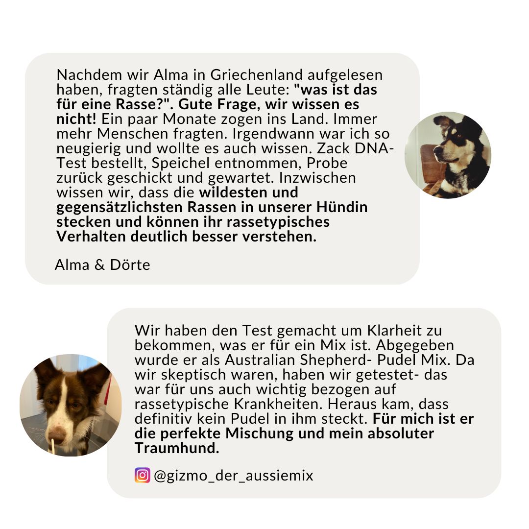 Erfahrungsbericht: DNA-Test klärt Rasse und Erbkrankheiten bei Hunden.