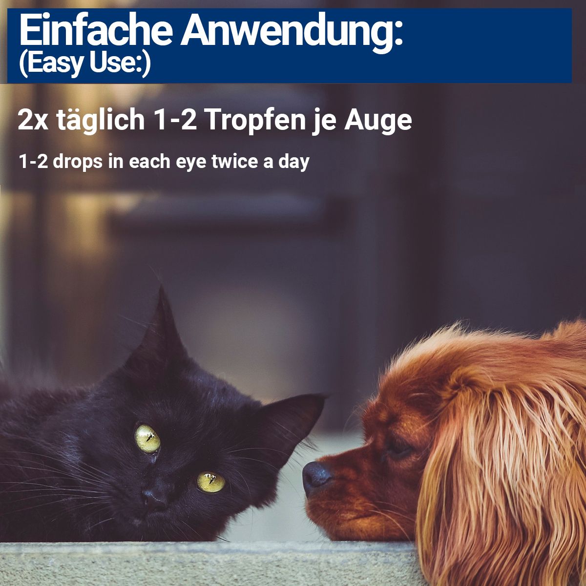 Katze und Hund liegen nebeneinander. Text: Einfache Anwendung: 2x täglich 1-2 Tropfen je Auge.