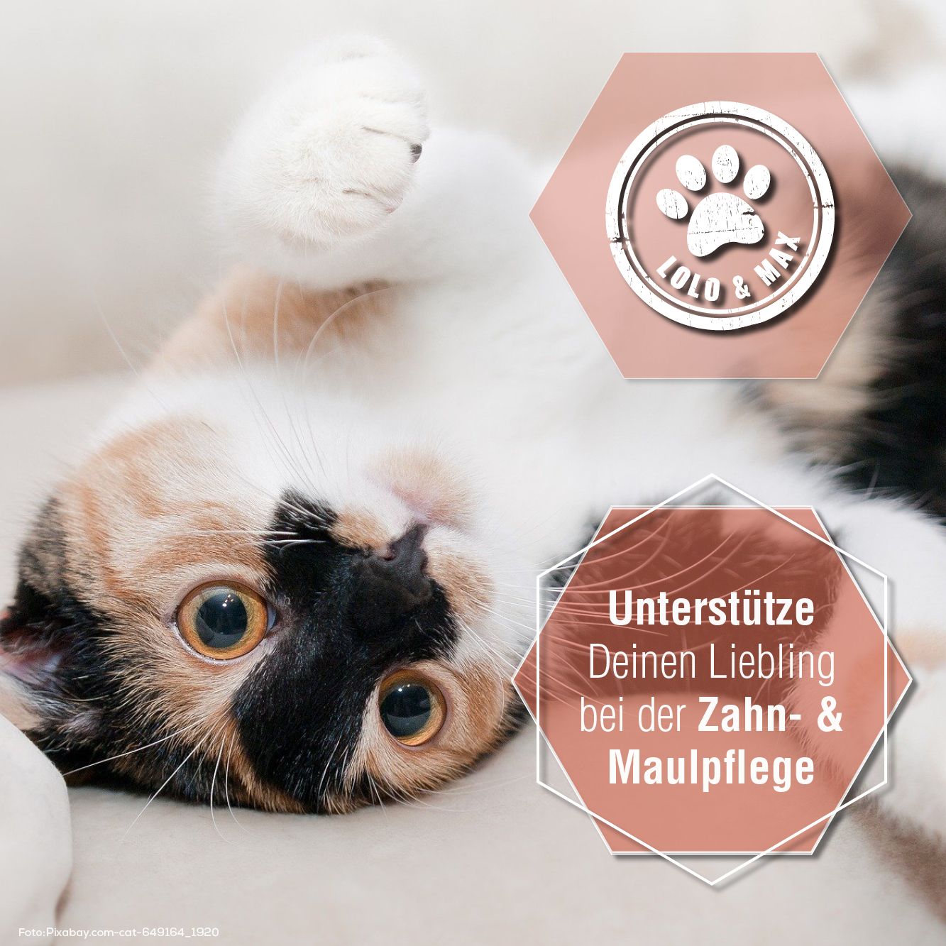 Katze liegt. Logo Lolo & Max. Text: Unterstütze Deinen Liebling bei der Zahn- & Maulpflege.